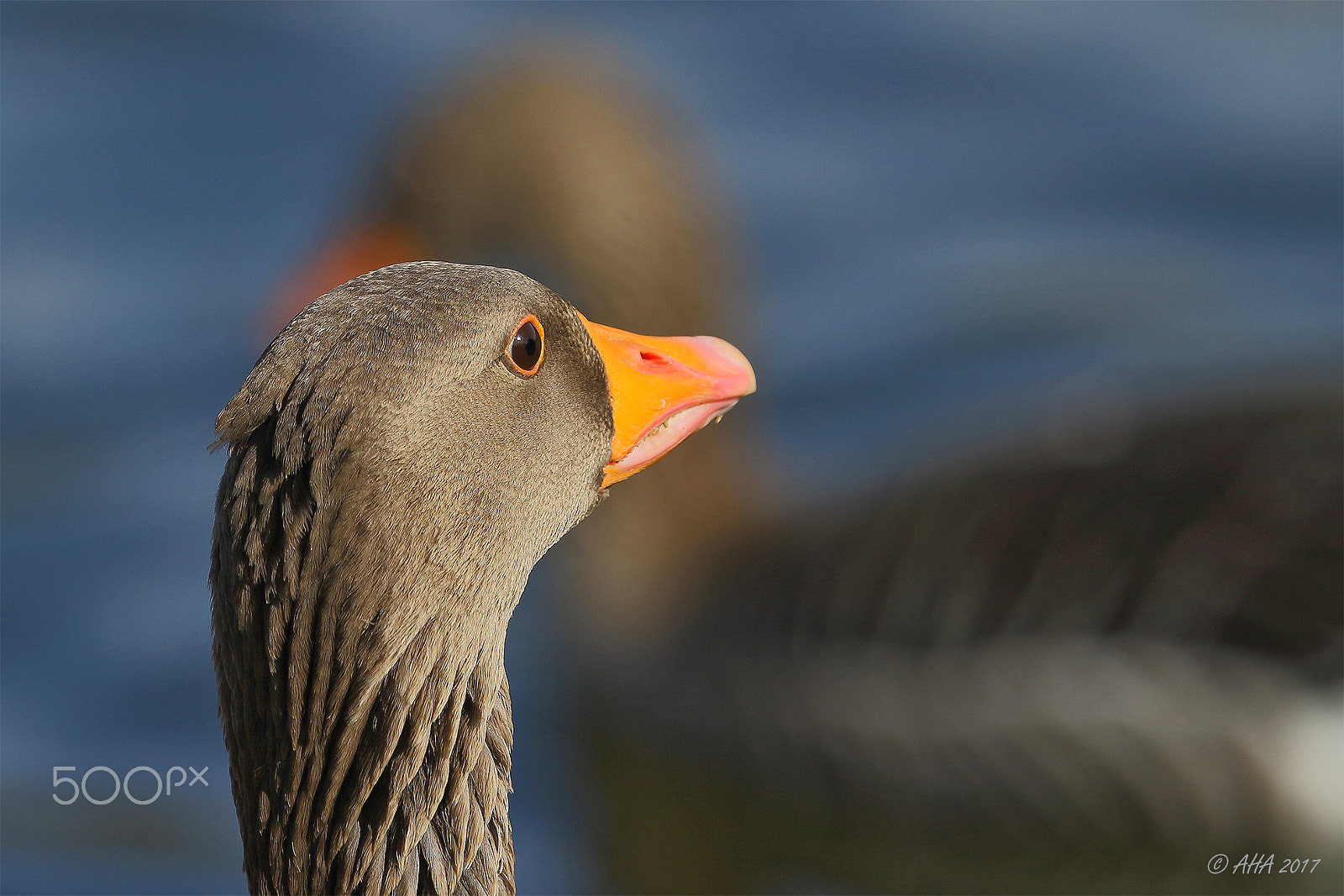 Canon EF 70-200mm F2.8L IS II USM sample photo. Greylag goose (anser anser) photography