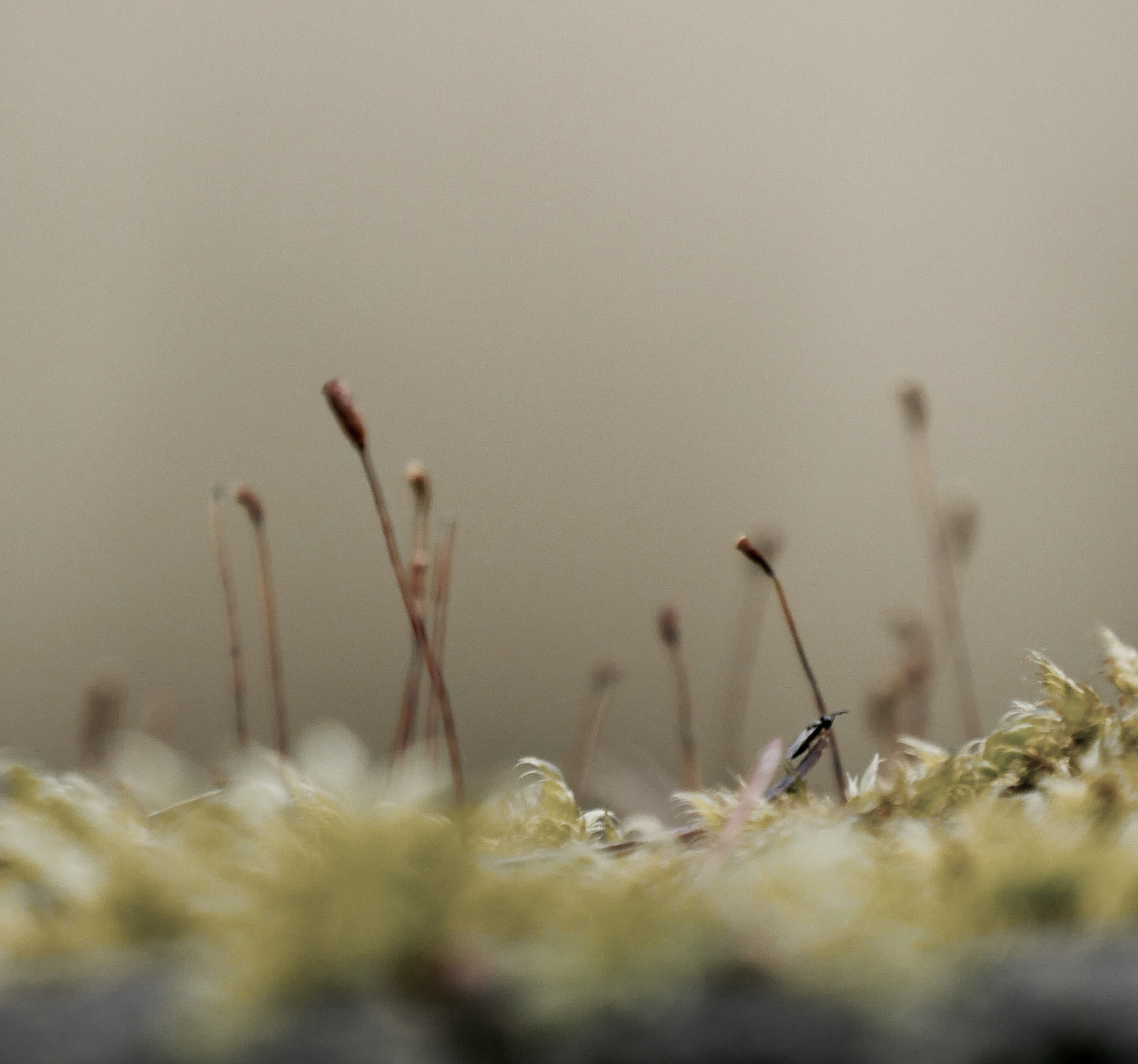Panasonic Lumix DMC-GX8 sample photo. Mysterious photography