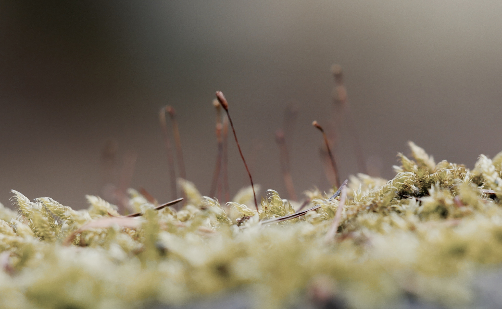 Olympus M.Zuiko Digital ED 60mm F2.8 Macro sample photo. Mysterious photography