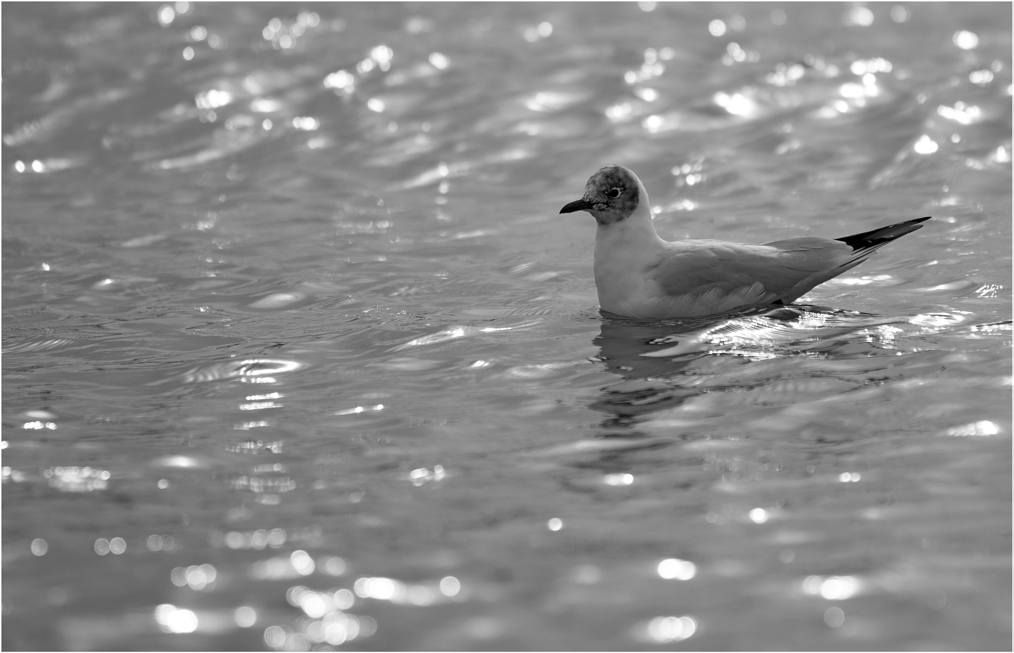 Canon EF 70-200mm F2.8L IS II USM sample photo. Backlit photography