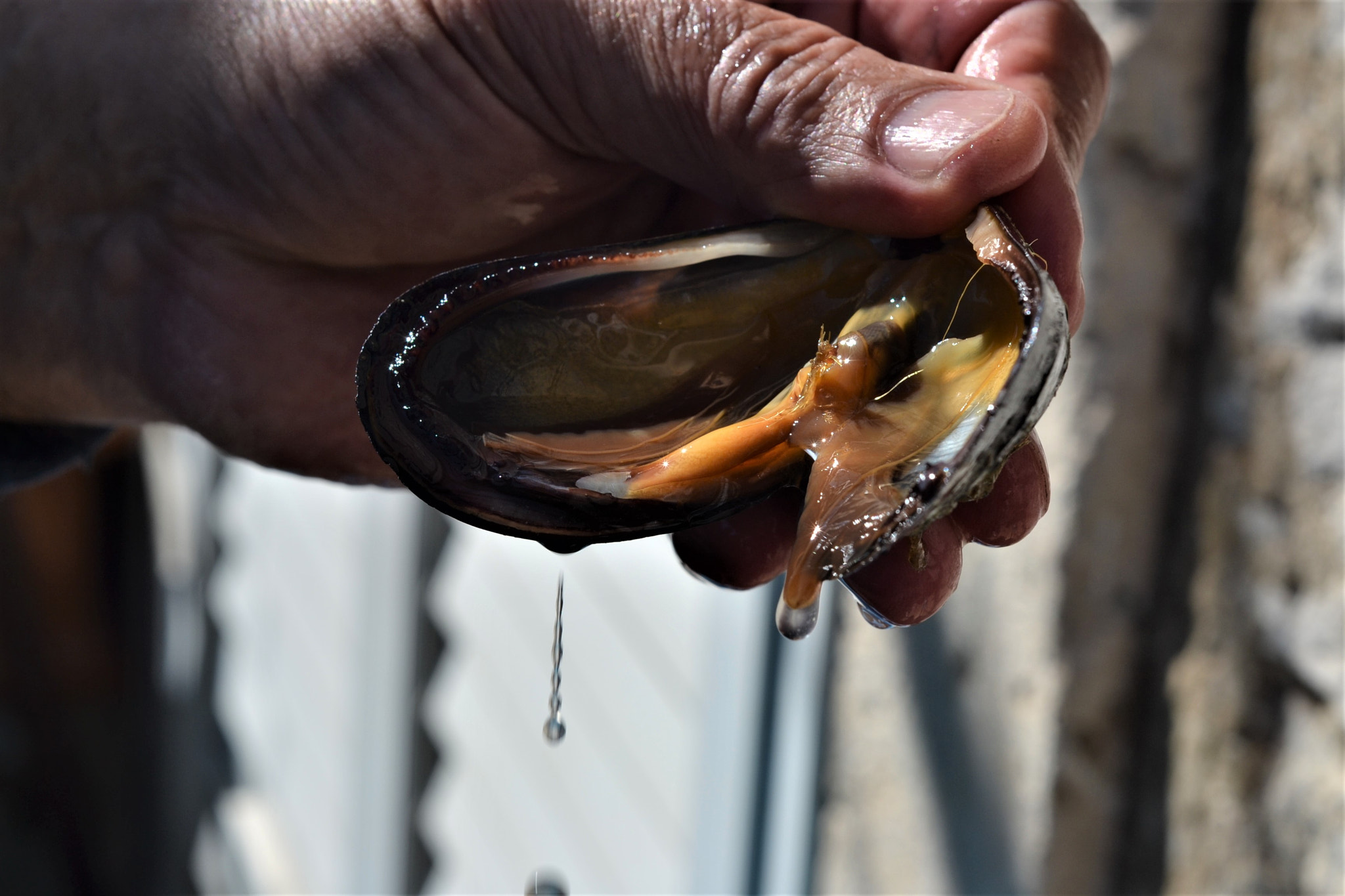 Nikon D3100 + Nikon AF Nikkor 50mm F1.8D sample photo. Mussel photography