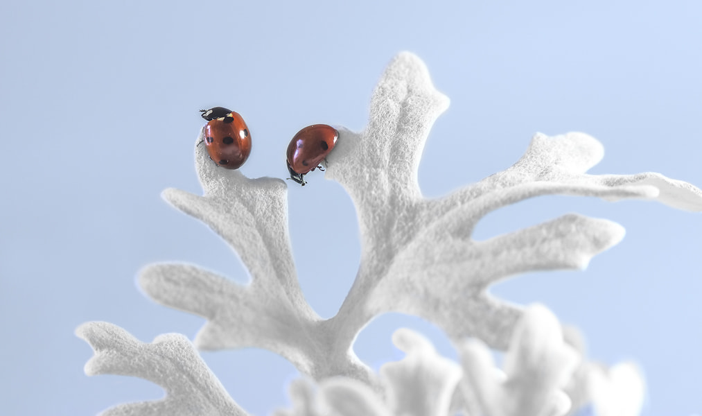 Canon EF 100mm F2.8 Macro USM sample photo. Двое... photography