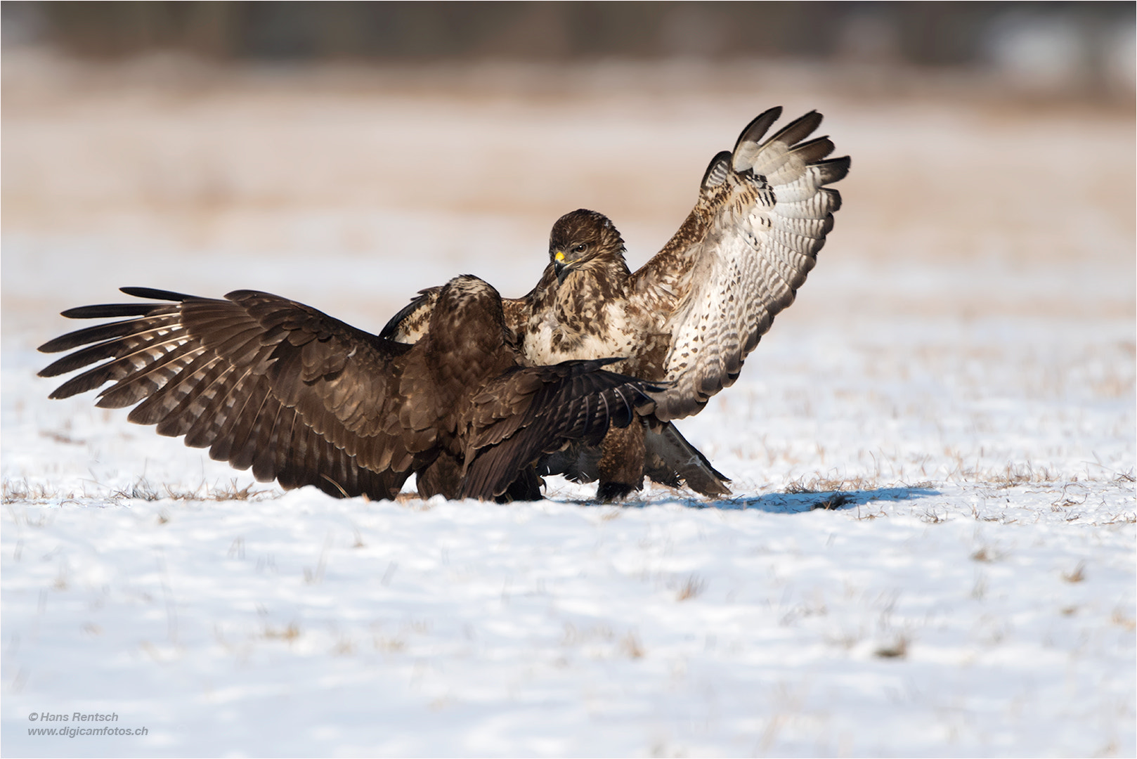 Nikon D5 sample photo. Common buzzard photography
