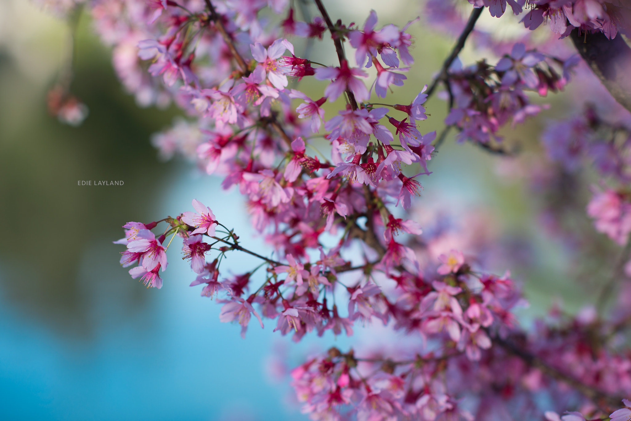 Nikon D800 + Nikon AF-S Nikkor 85mm F1.4G sample photo. Cherry blossoms photography