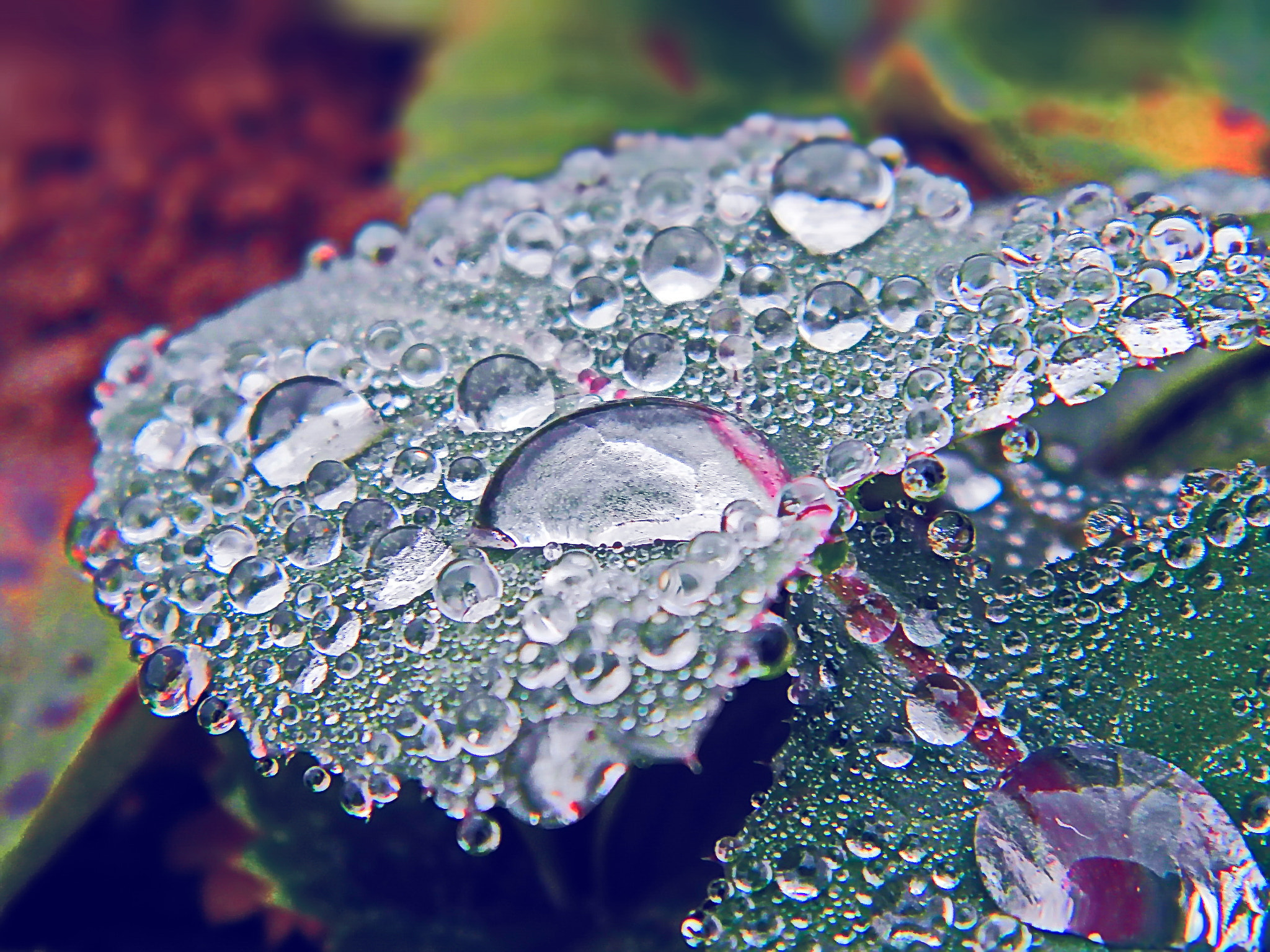 Olympus SP-620UZ sample photo. Leaf after rain 2 photography