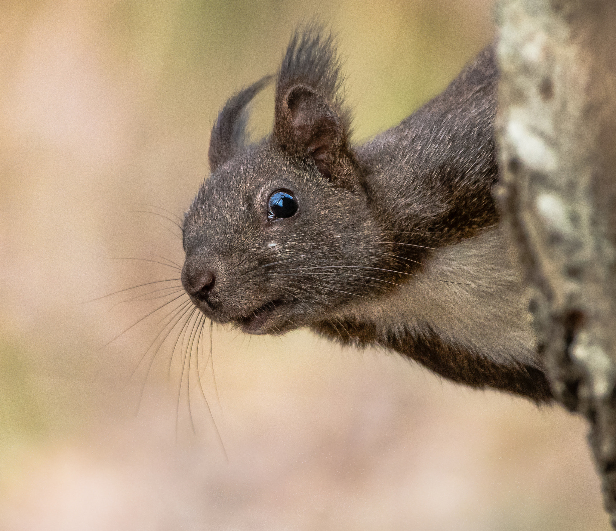 Canon EF 500mm F4L IS USM sample photo. Guarda che ti vedo....... photography