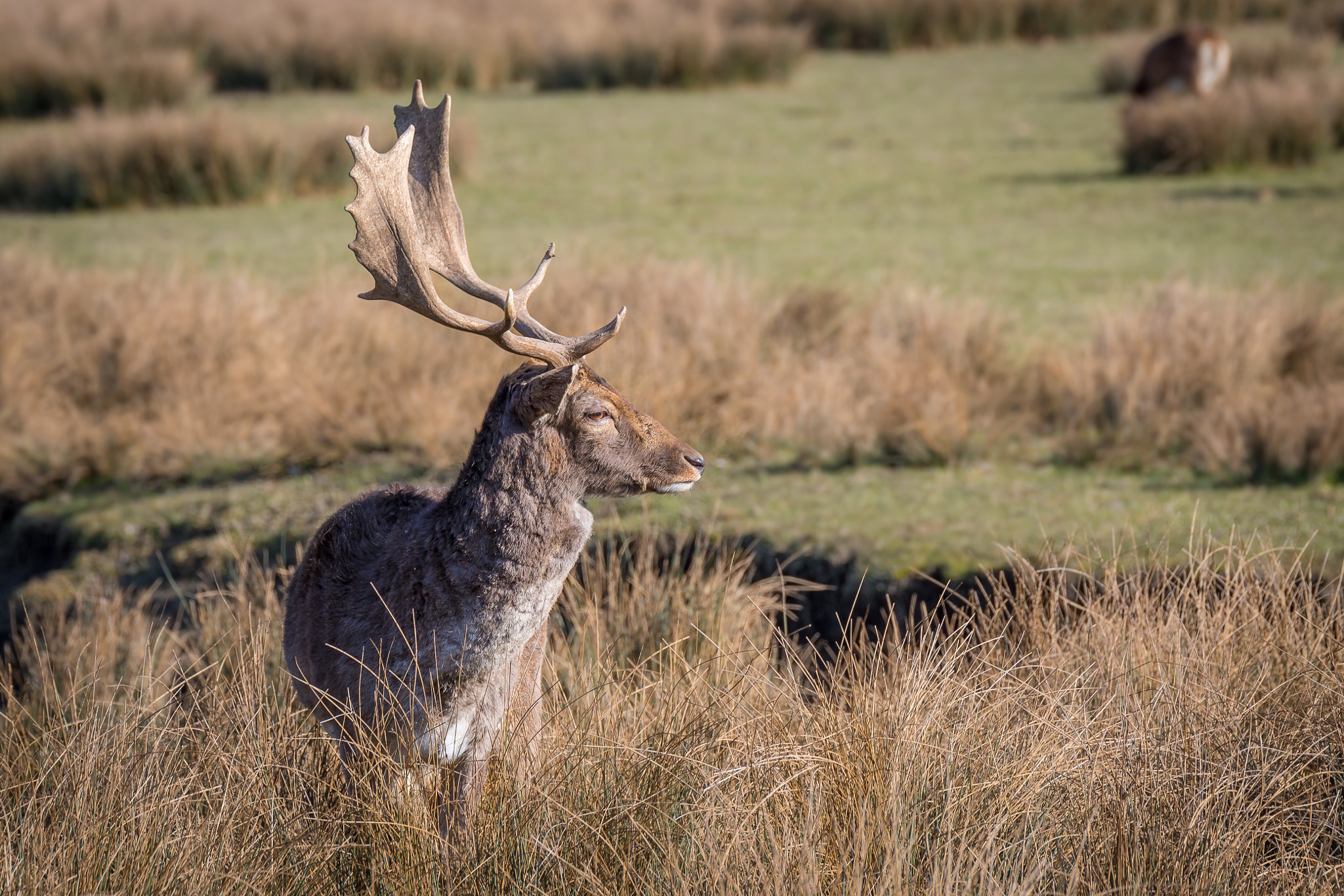 Nikon D500 + Tamron SP 70-200mm F2.8 Di VC USD sample photo. Cerf photography