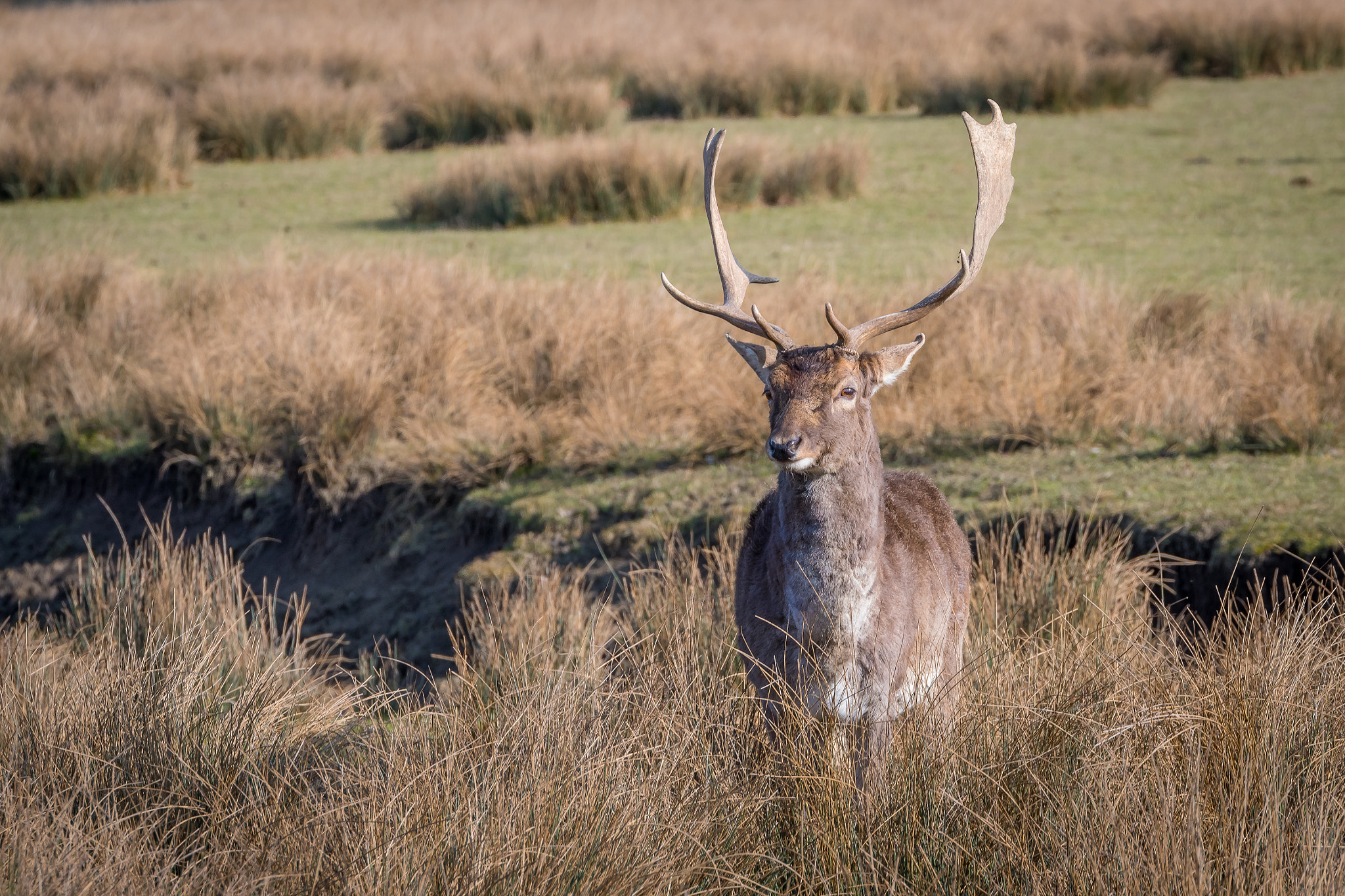 Nikon D500 + Tamron SP 70-200mm F2.8 Di VC USD sample photo. Cerf photography