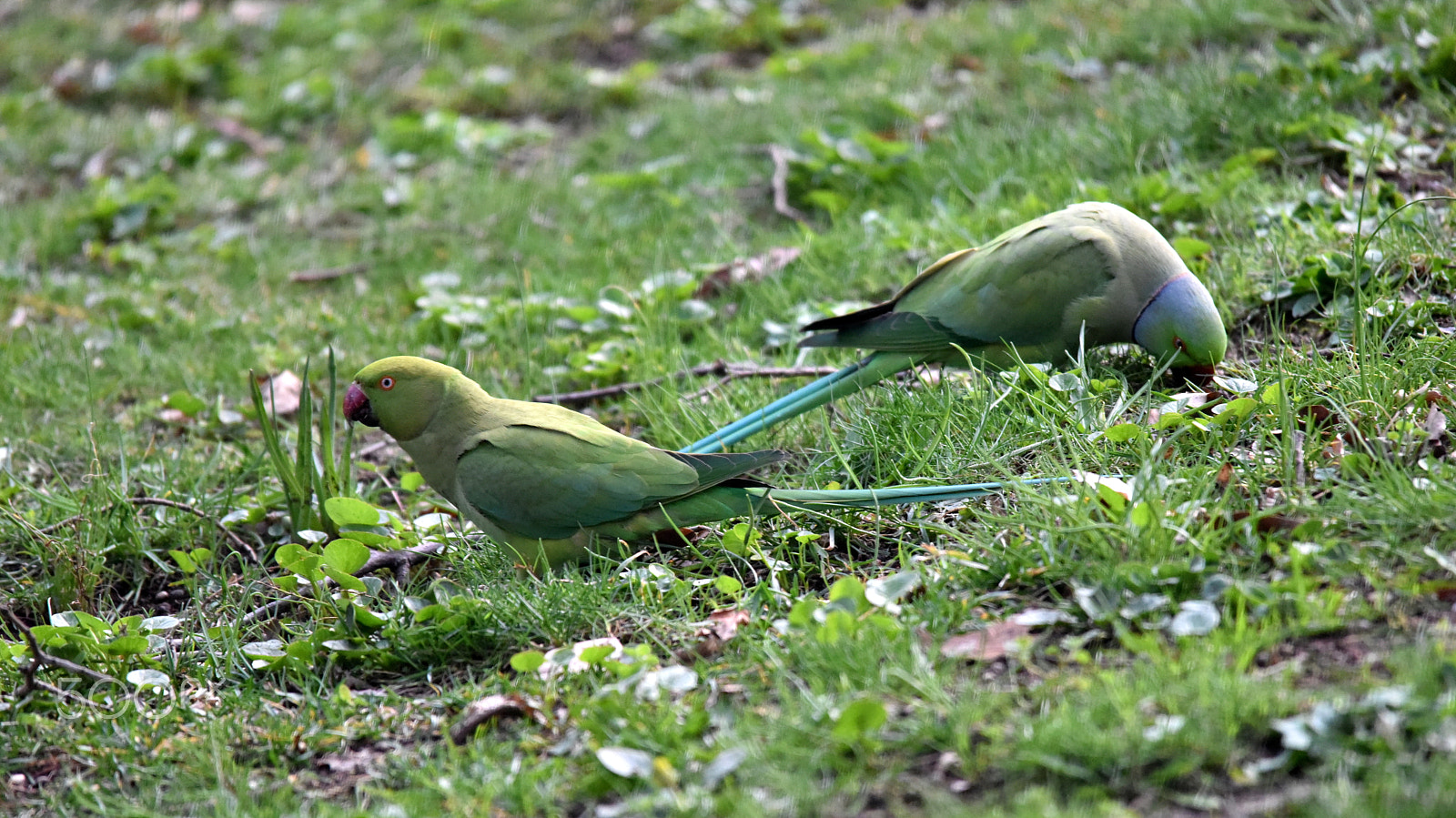 Sigma 150-500mm F5-6.3 DG OS HSM sample photo. A couple photography