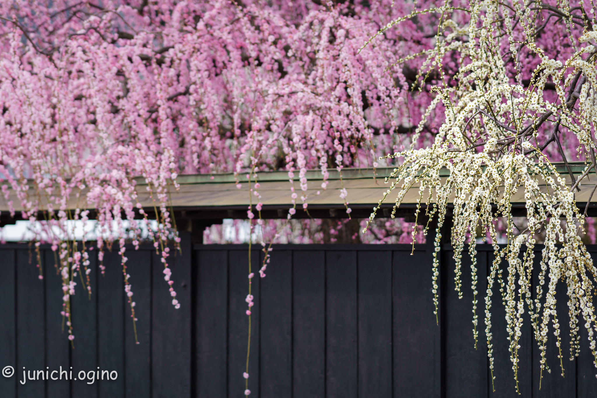 Sony a99 II sample photo. Weeping plum photography