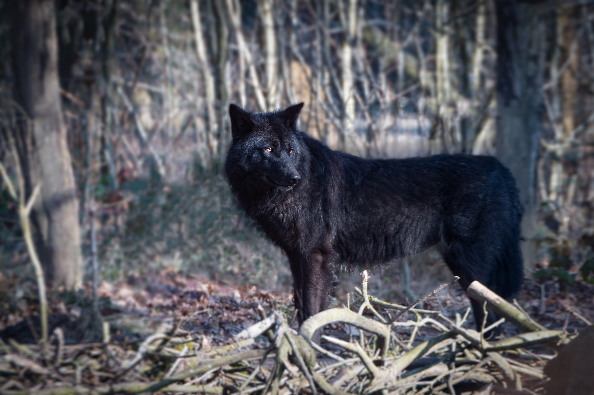 Tamron SP 70-200mm F2.8 Di VC USD sample photo. Loup photography