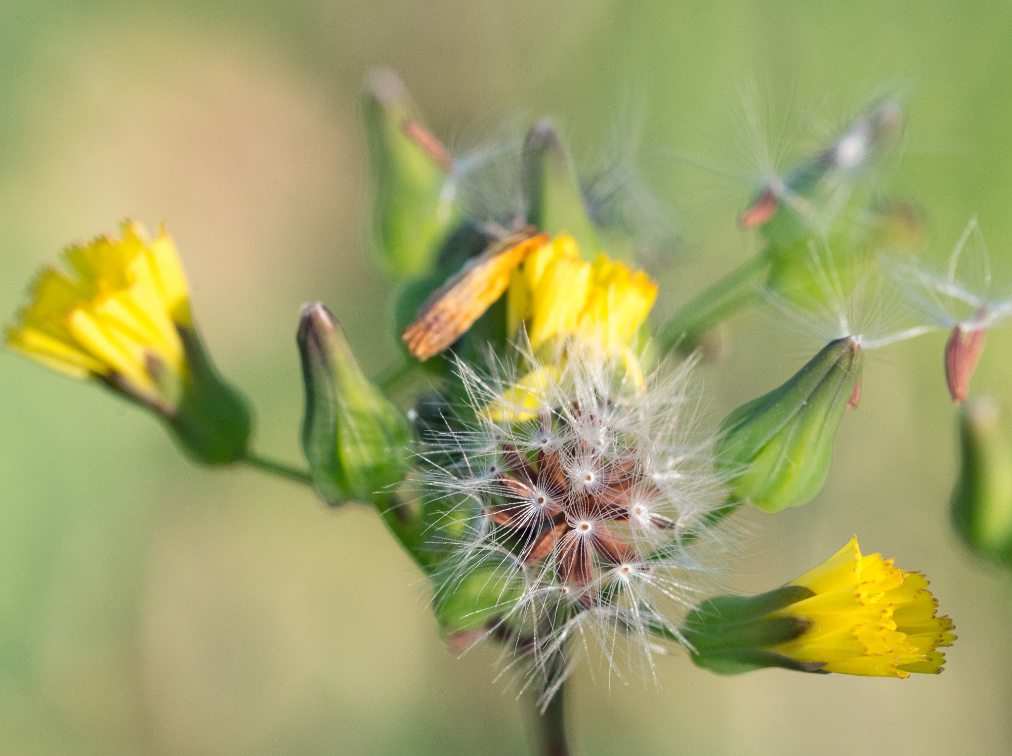 Olympus M.Zuiko Digital ED 60mm F2.8 Macro sample photo. Yellow fluff photography