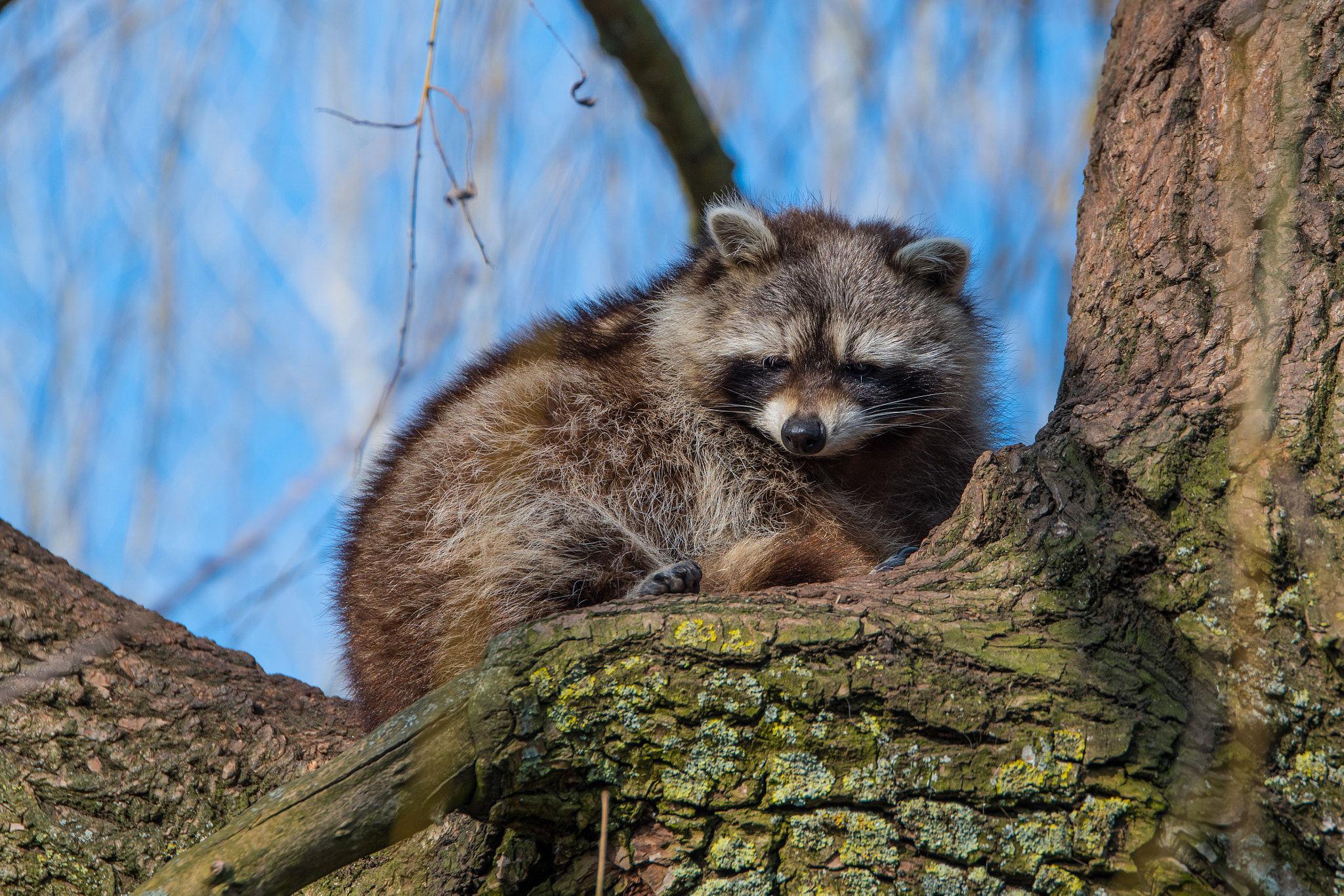 Tamron SP 70-200mm F2.8 Di VC USD sample photo. Raton laveur photography