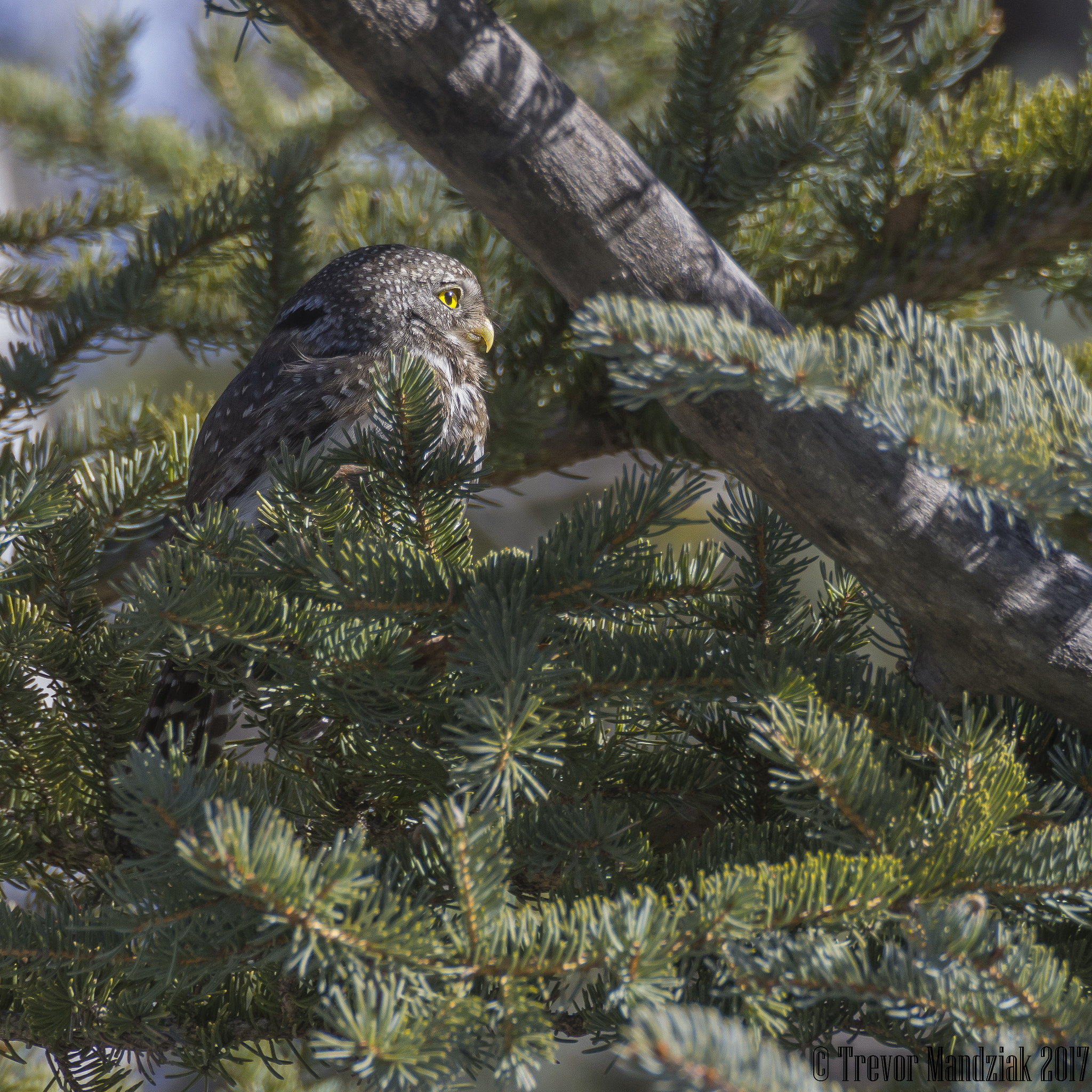 Olympus OM-D E-M10 II sample photo. Profile shot showing the front and back eyes of the northern pygmy owl photography