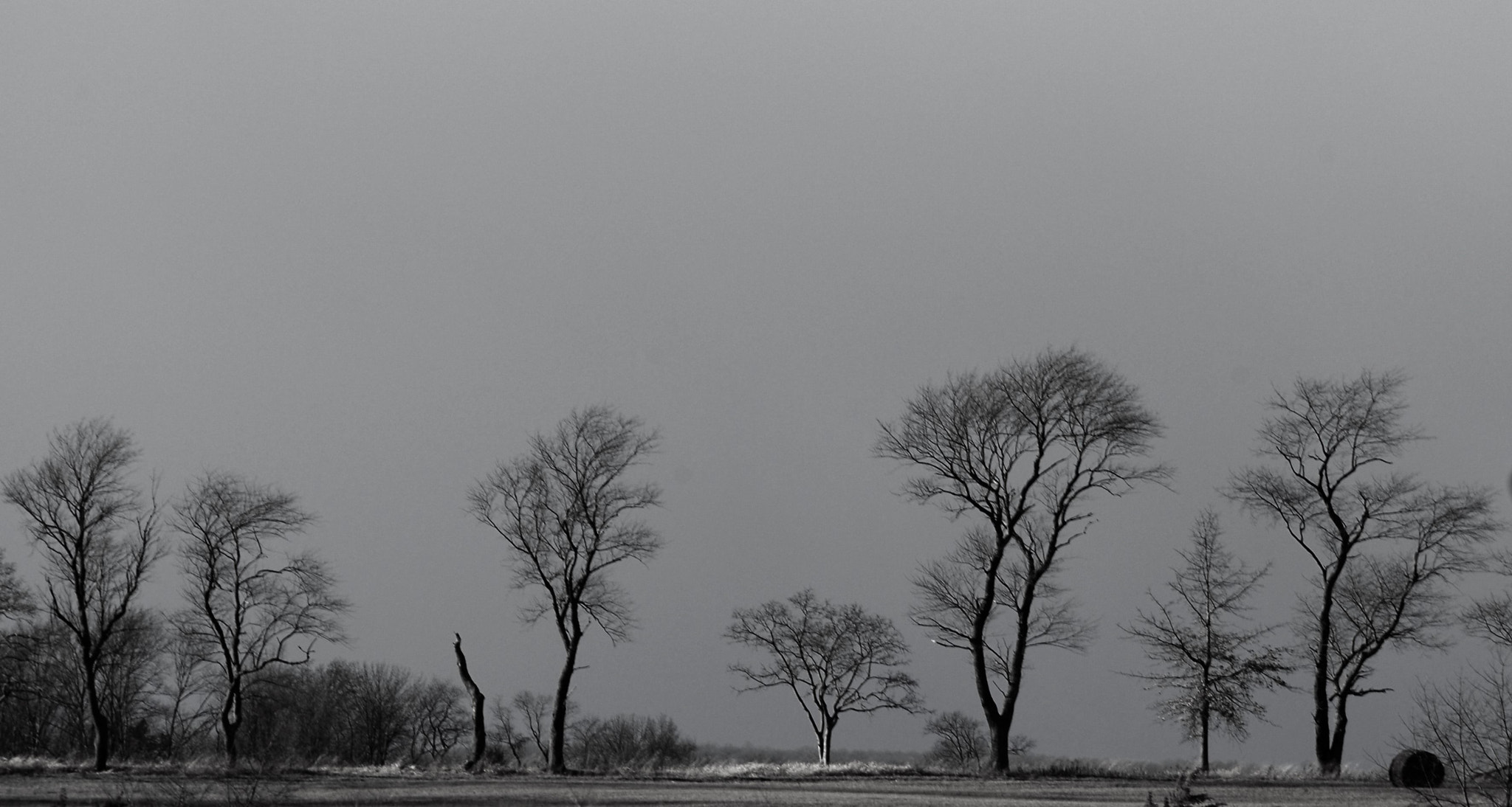 Nikon D200 sample photo. Tree line photography