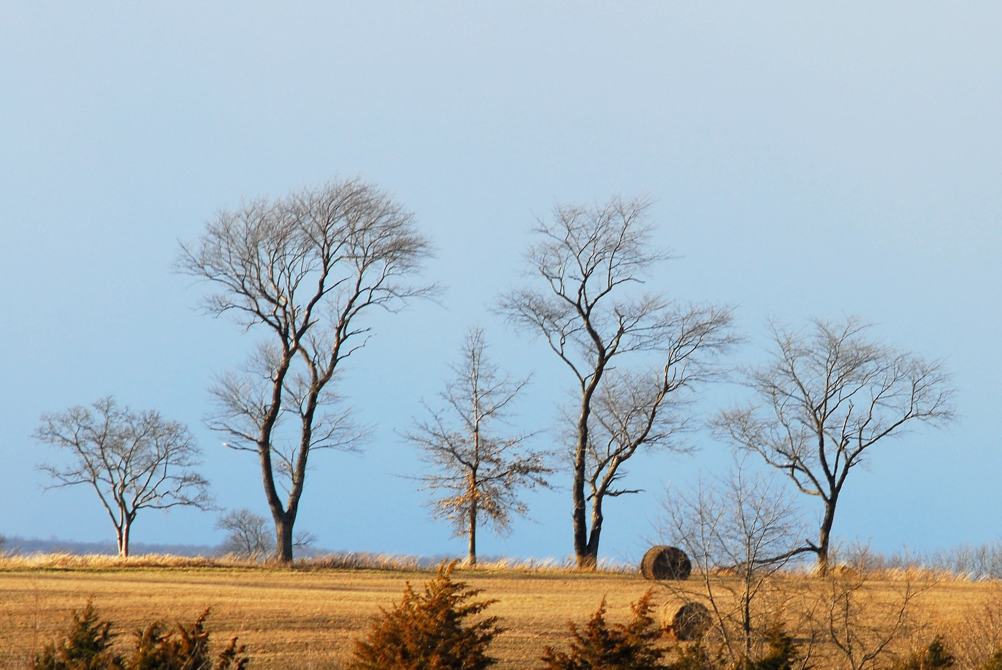 Nikon D200 sample photo. 5 trees photography