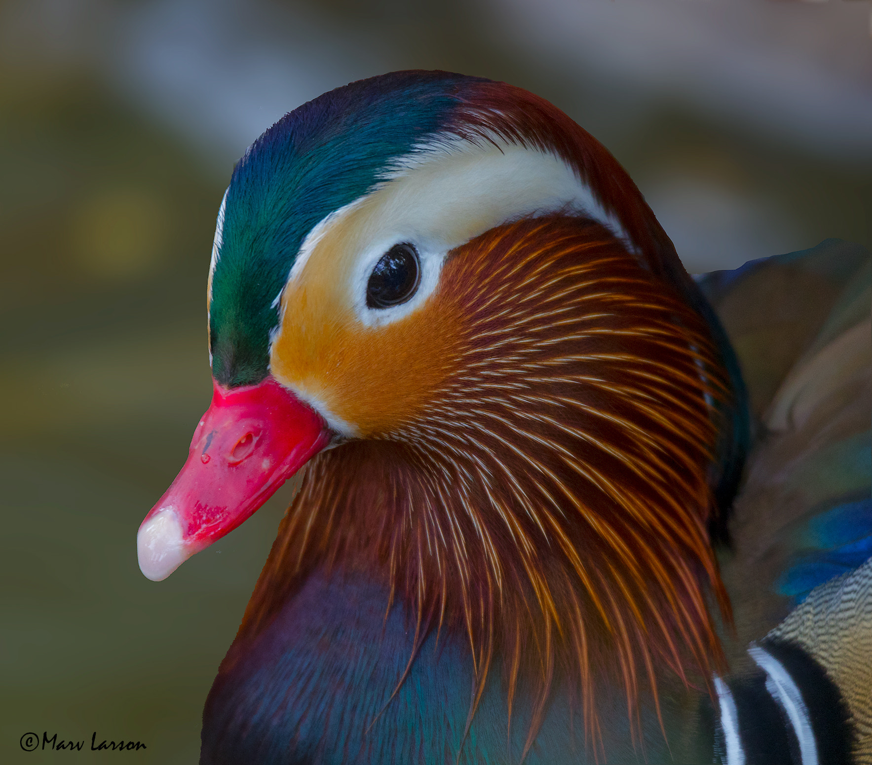 Tamron SP 150-600mm F5-6.3 Di VC USD sample photo