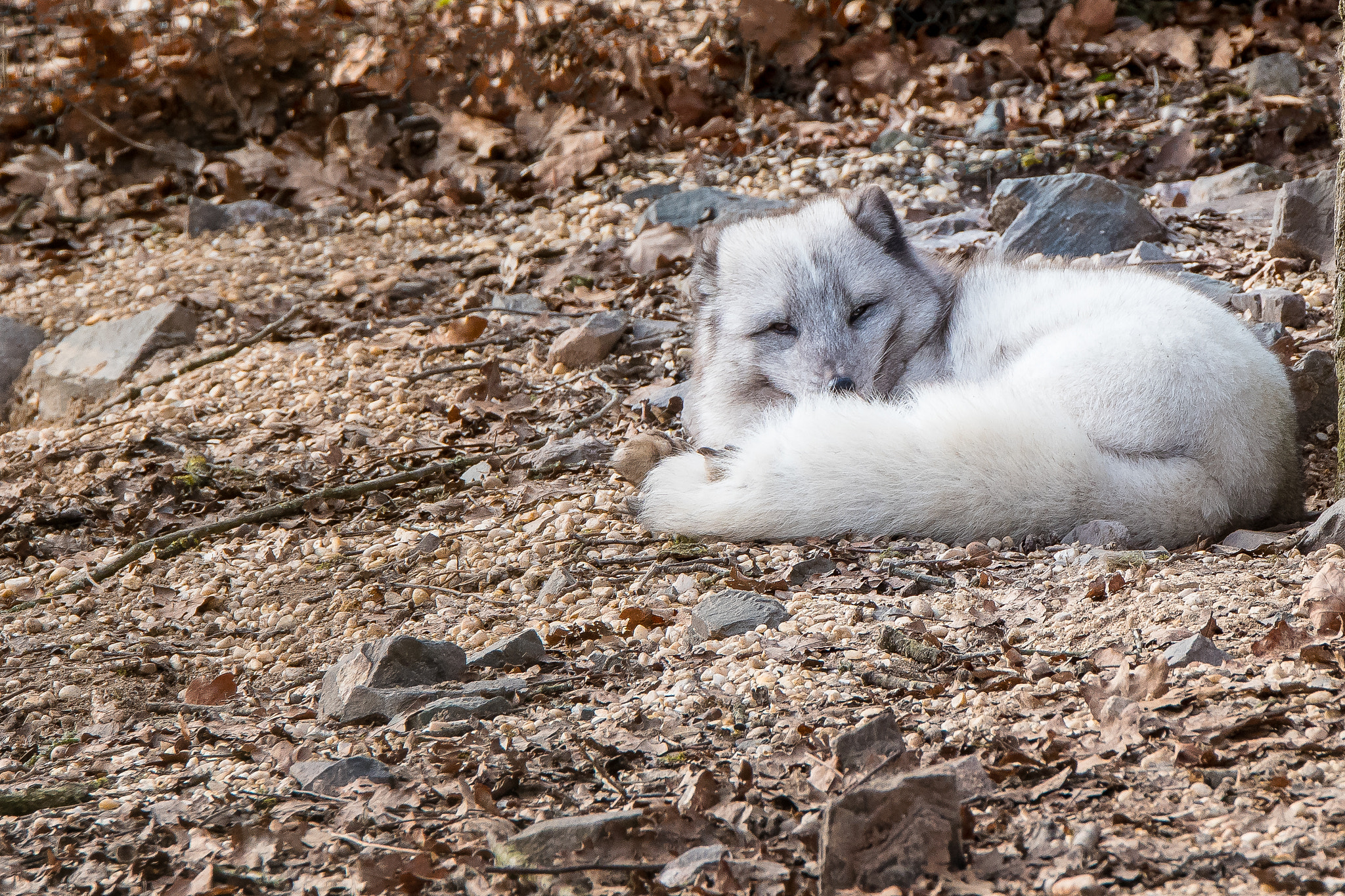 Tamron SP 70-200mm F2.8 Di VC USD sample photo. Renard photography