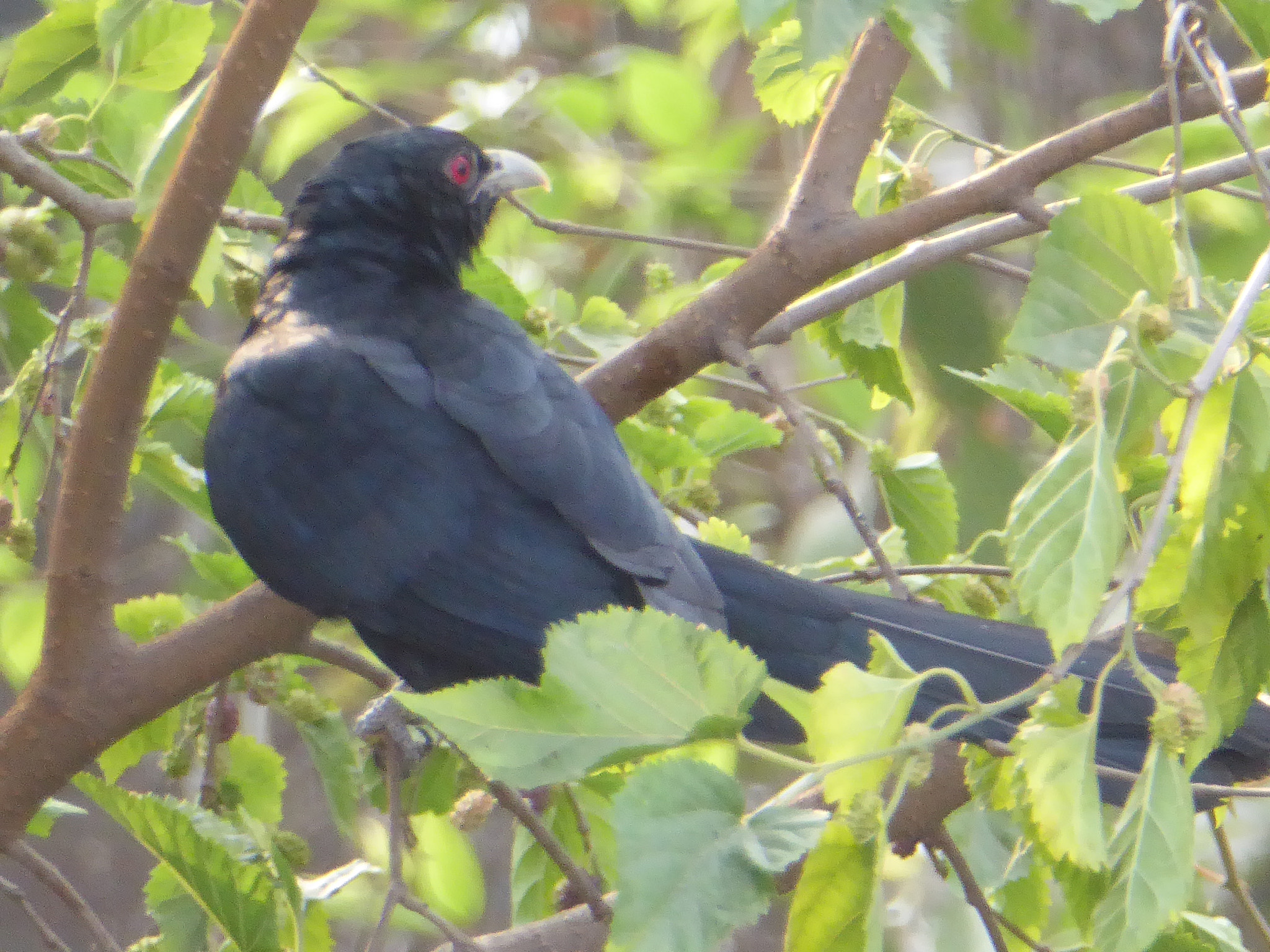 Panasonic Lumix DMC-ZS40 (Lumix DMC-TZ60) sample photo. Birds photography