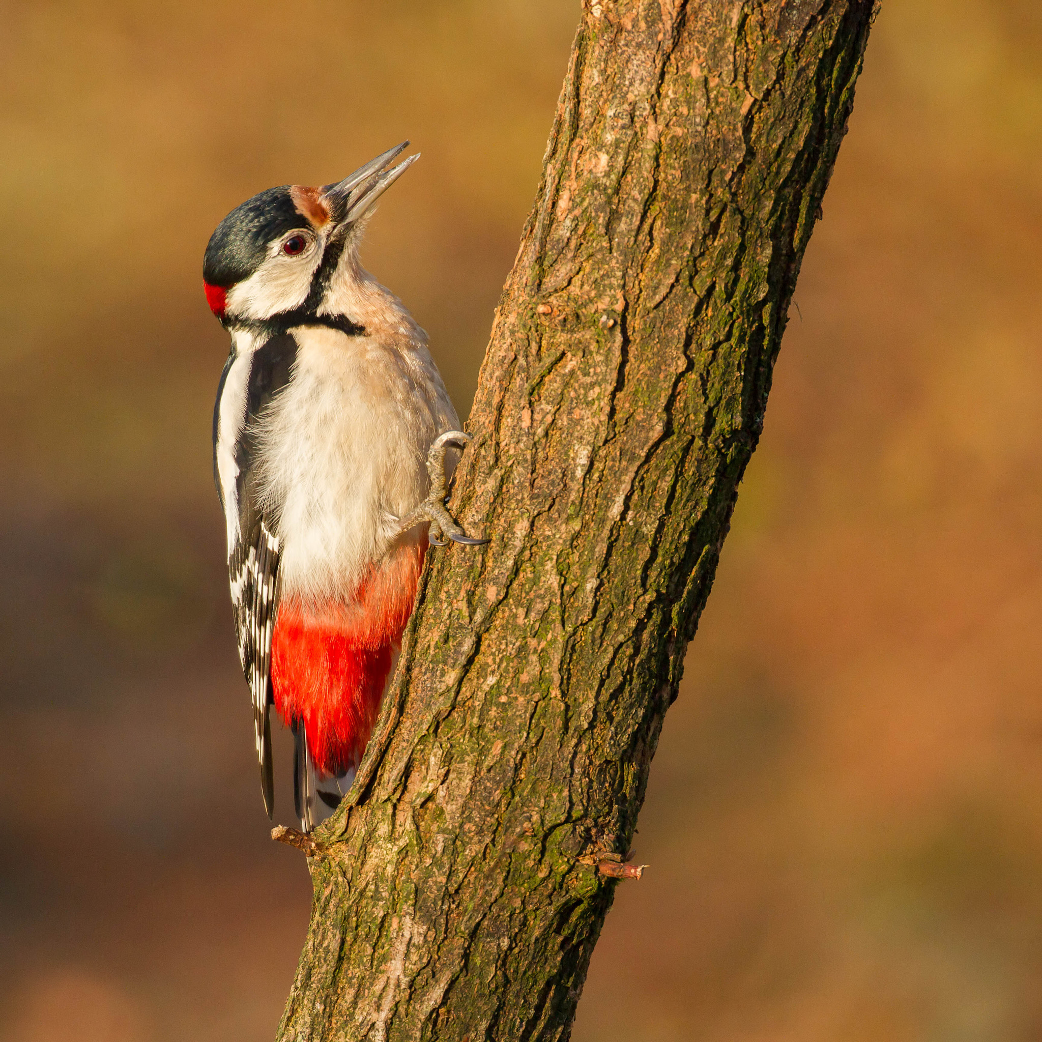 Canon EOS 7D + Canon EF 100-400mm F4.5-5.6L IS II USM sample photo. Woodpecker photography