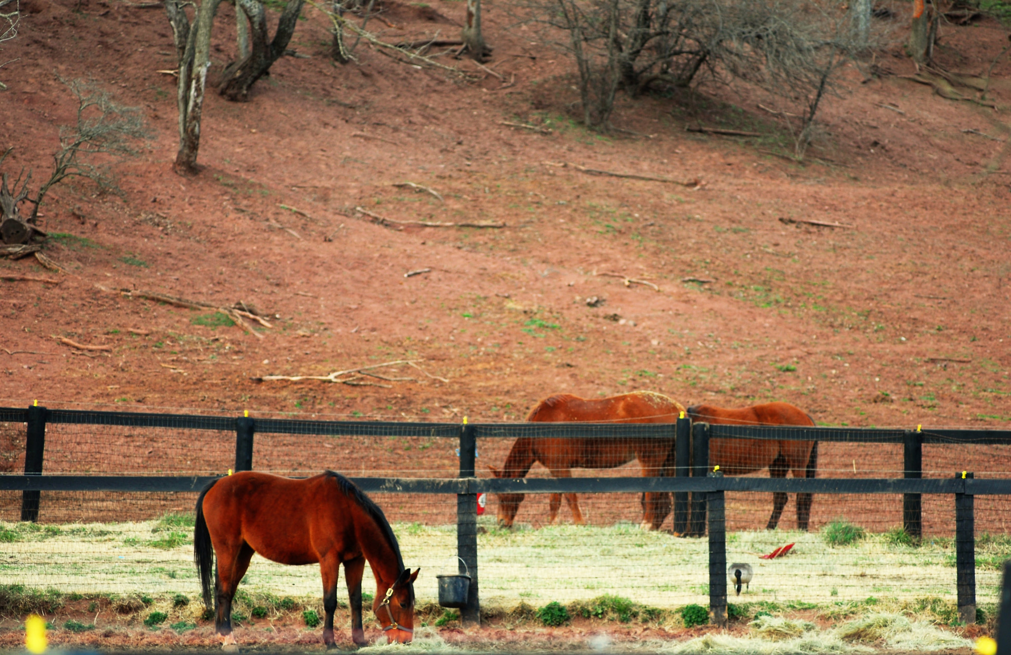 Nikon D200 + Manual Lens No CPU sample photo. Three horses photography
