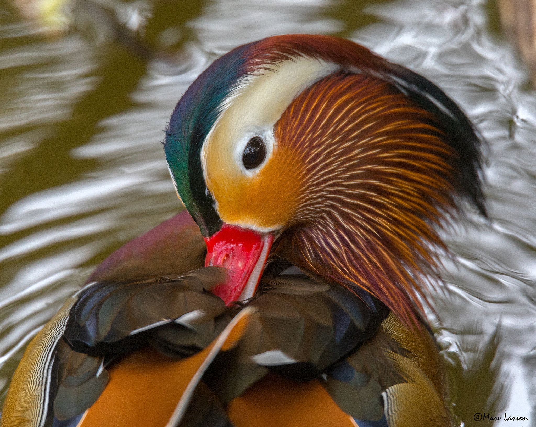 Tamron SP 150-600mm F5-6.3 Di VC USD sample photo. Chinese mandarin photography