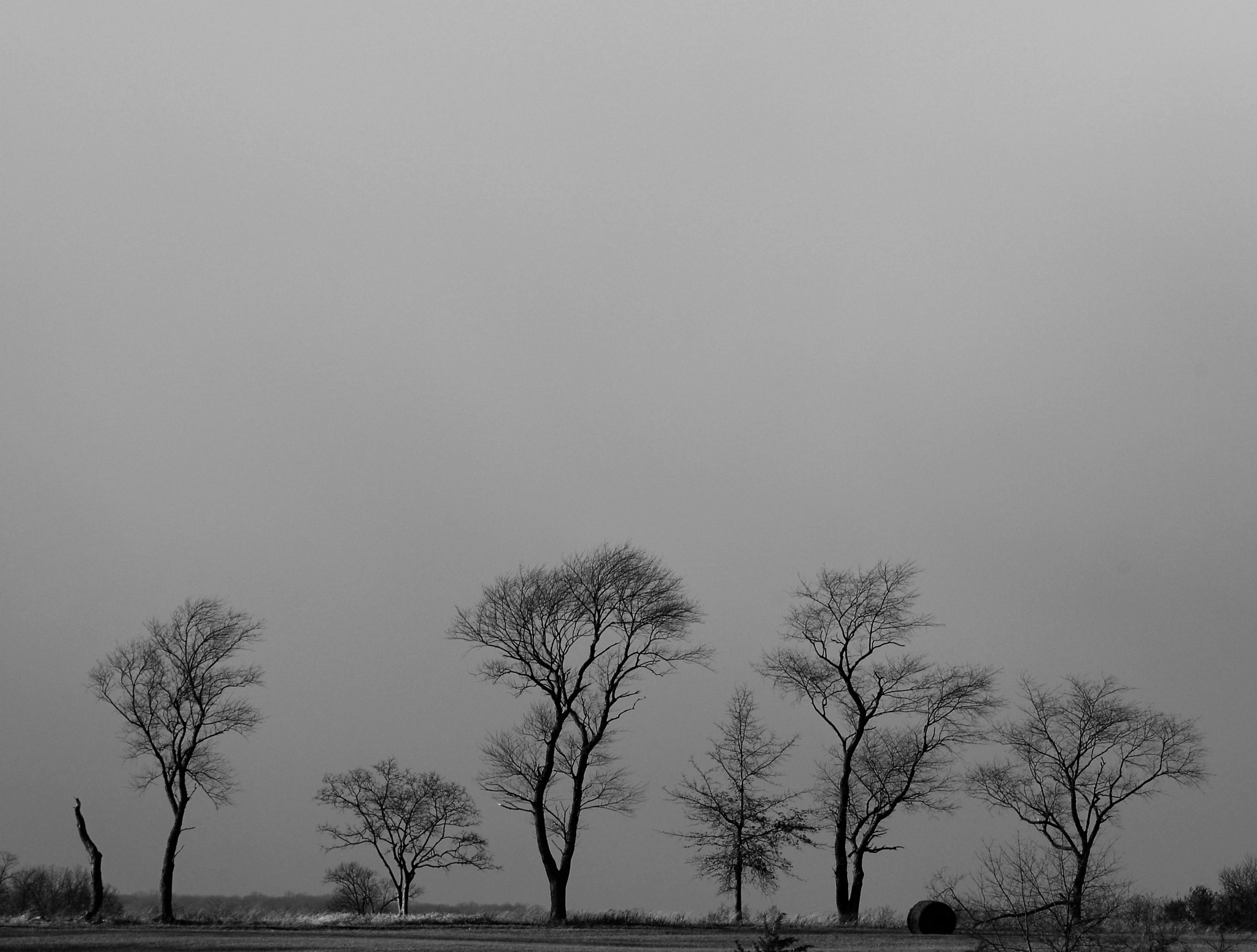 Nikon D200 + Manual Lens No CPU sample photo. Tree line 2 photography