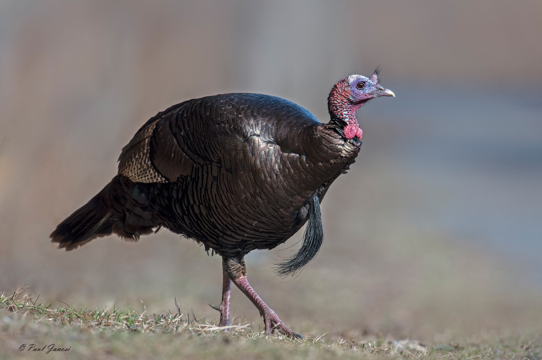 Nikon D4S + Nikon AF-S Nikkor 600mm F4G ED VR sample photo. Wild turkey photography