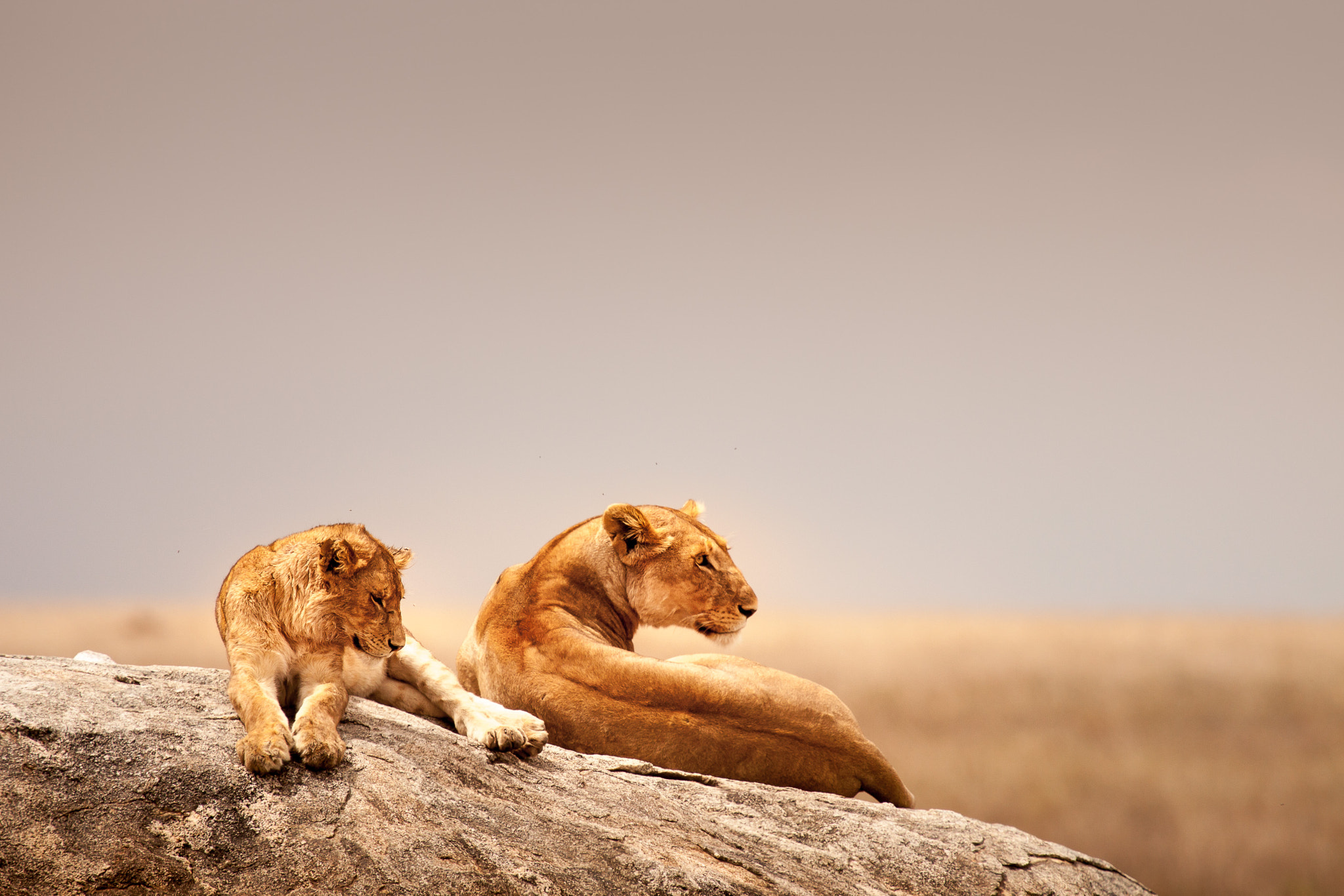 Canon EF 100-400mm F4.5-5.6L IS USM sample photo. Majestic lions, serengeti photography