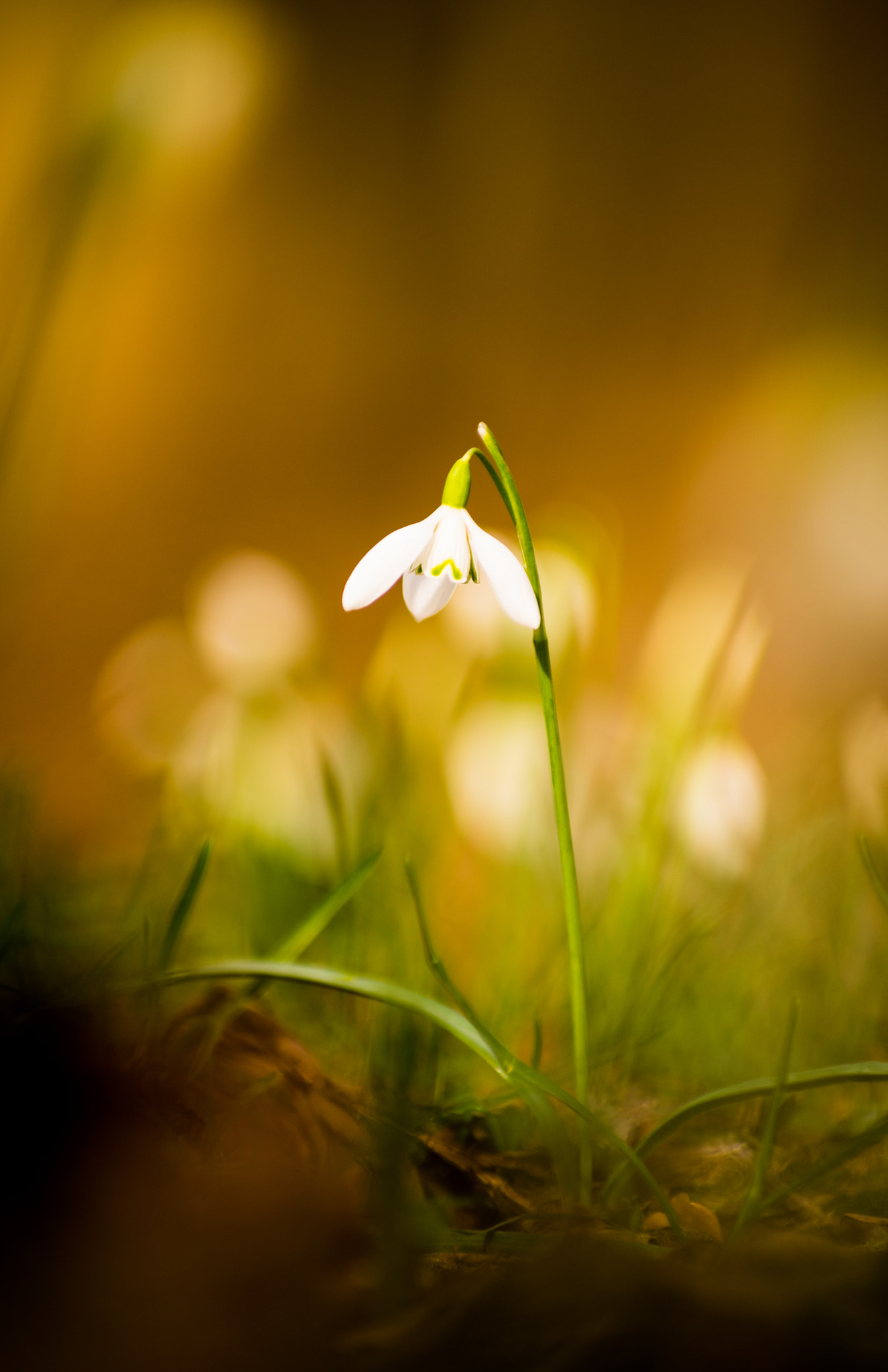 Pentax smc DA* 50-135mm F2.8 ED (IF) SDM sample photo. Spring is coming photography