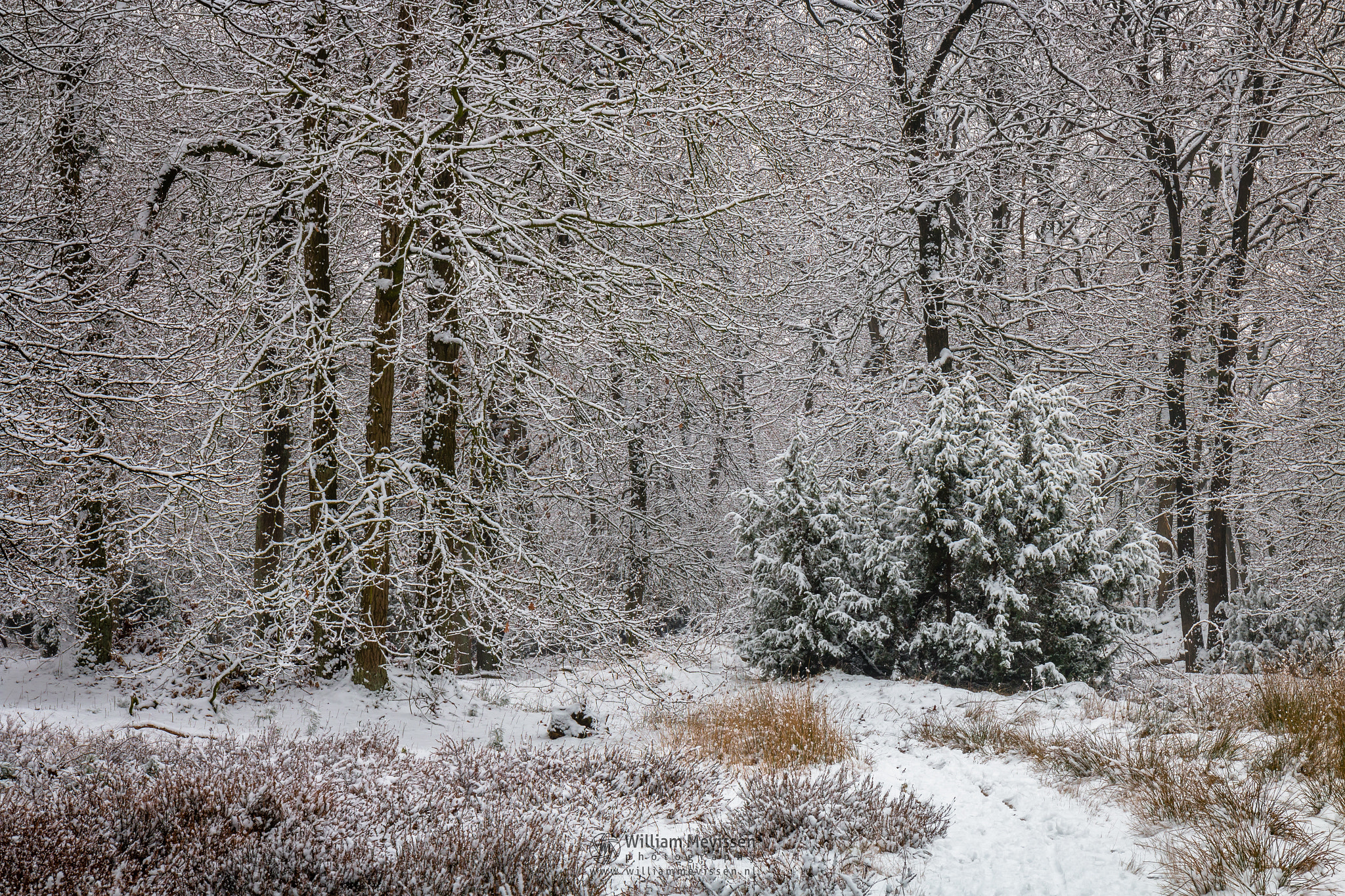 Canon EF 24-70mm F4L IS USM sample photo. Winter in the forest photography