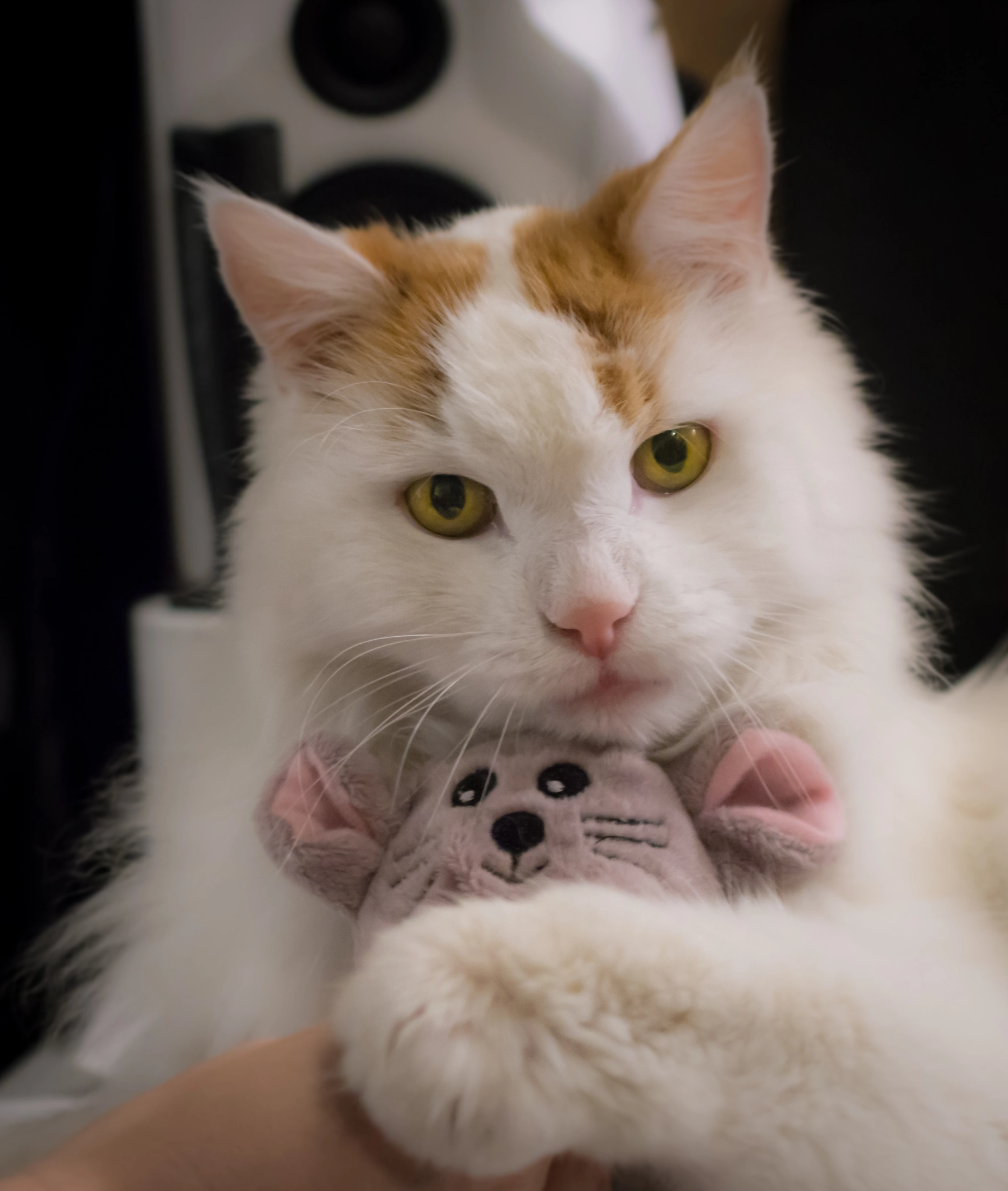 Sony a6000 + Sony FE 70-200mm F4 G OSS sample photo. Meins photography