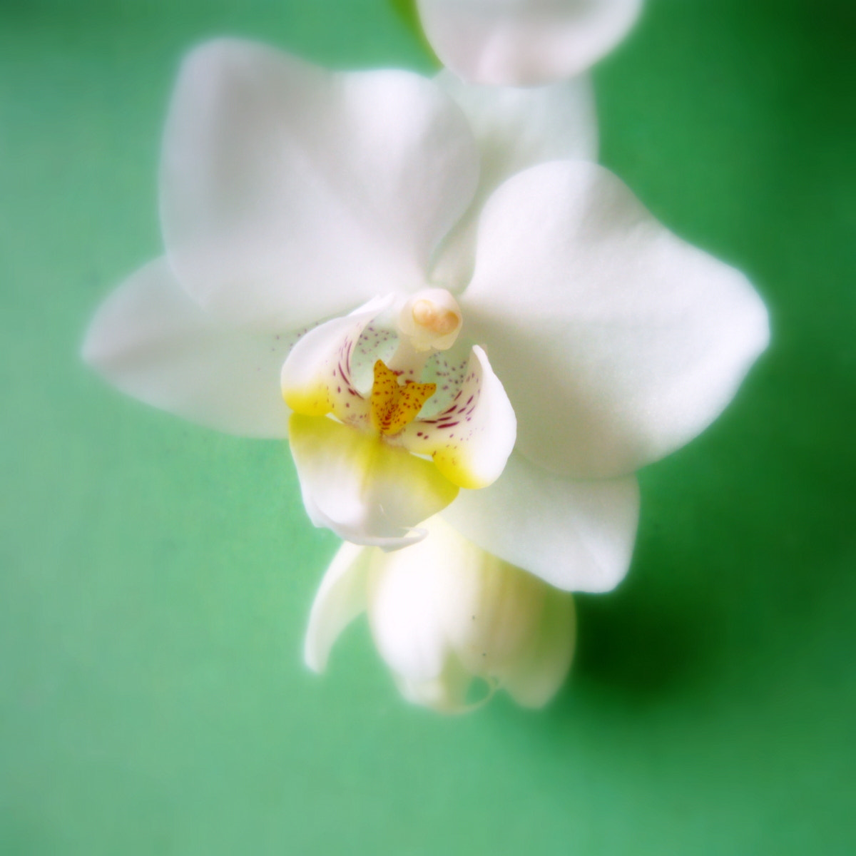 Panasonic Lumix DMC-LS80 sample photo. My white orchid photography