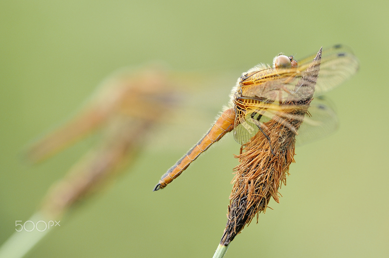 Nikon D300 + Sigma 150mm F2.8 EX DG Macro HSM sample photo. Two dragonflies photography