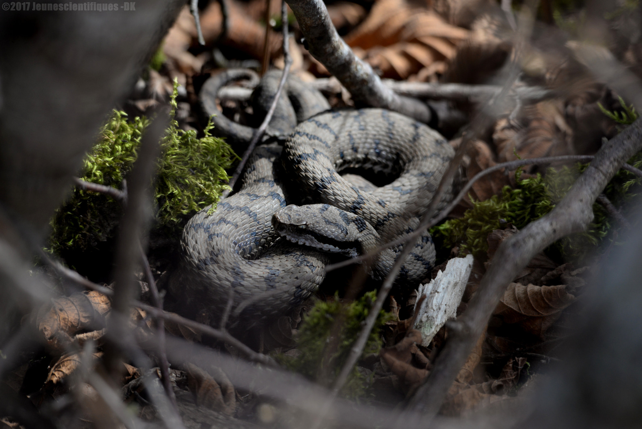 Sigma 150-500mm F5-6.3 DG OS HSM sample photo. Vipera aspis - onnens (vd, ch) photography