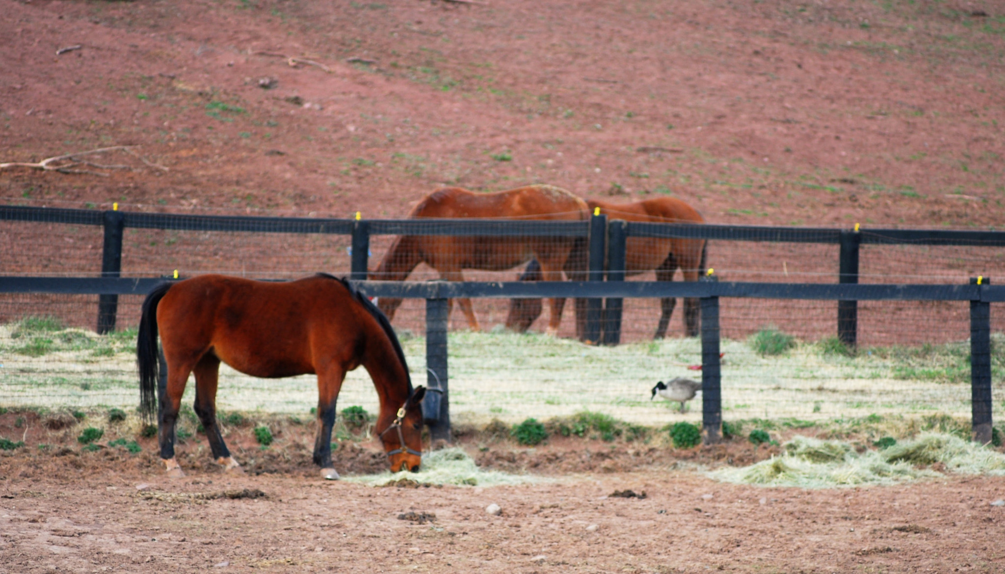 Nikon D200 + Manual Lens No CPU sample photo. Three horses 2 photography