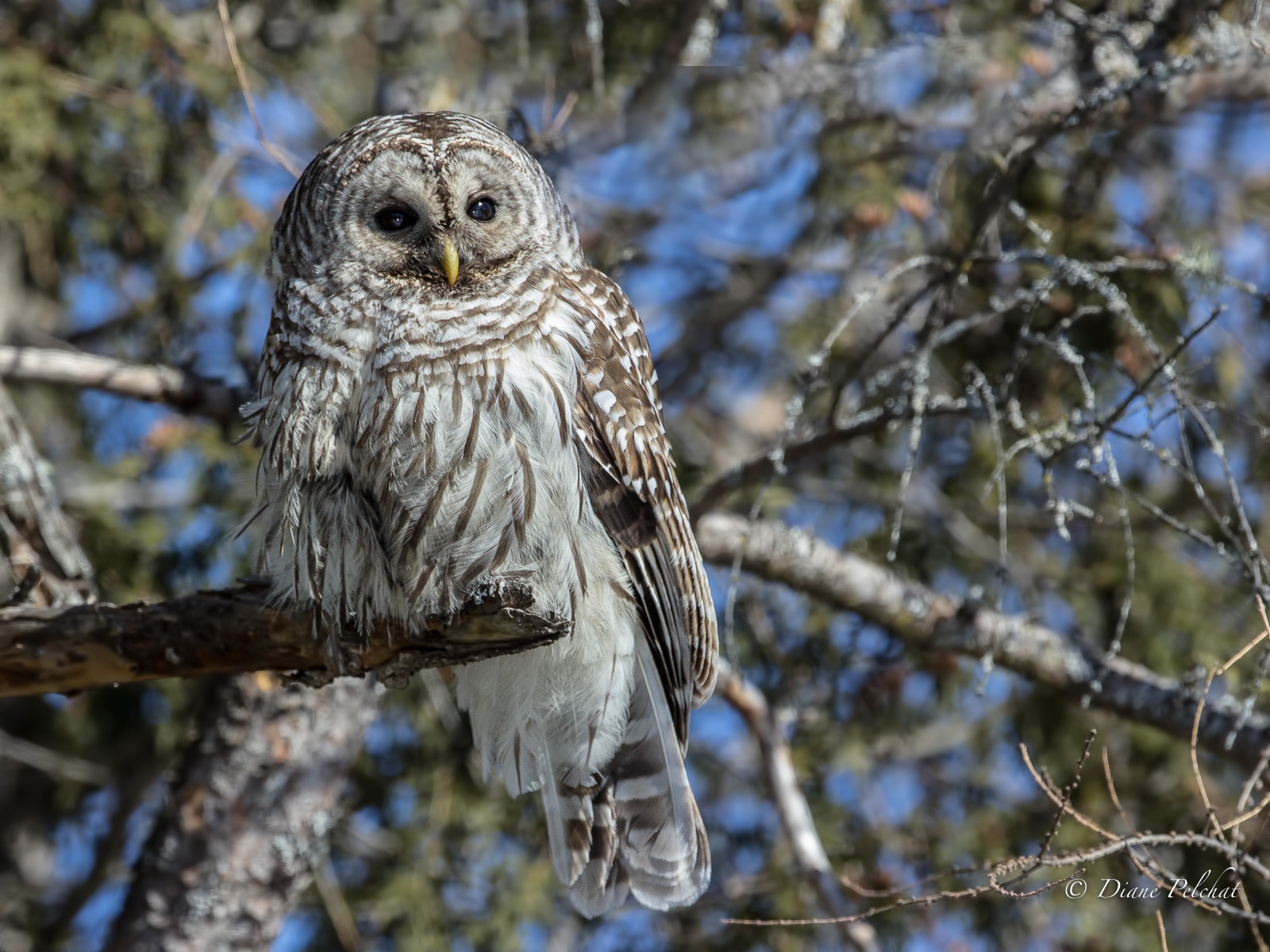 Canon EF 300mm F2.8L IS II USM sample photo. I am proud photography