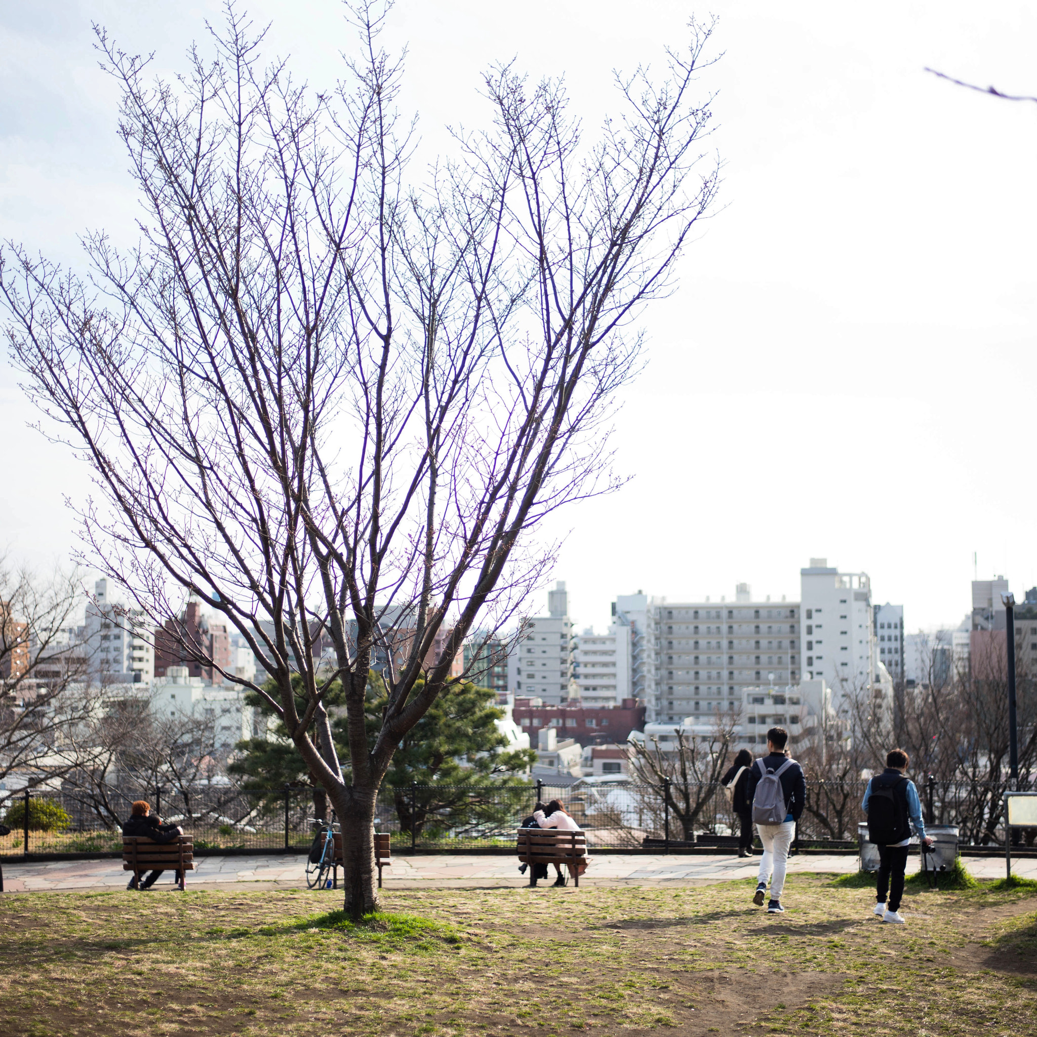 Leica Summilux-M 35mm F1.4 ASPH sample photo. The park at tokyo in a little spring photography