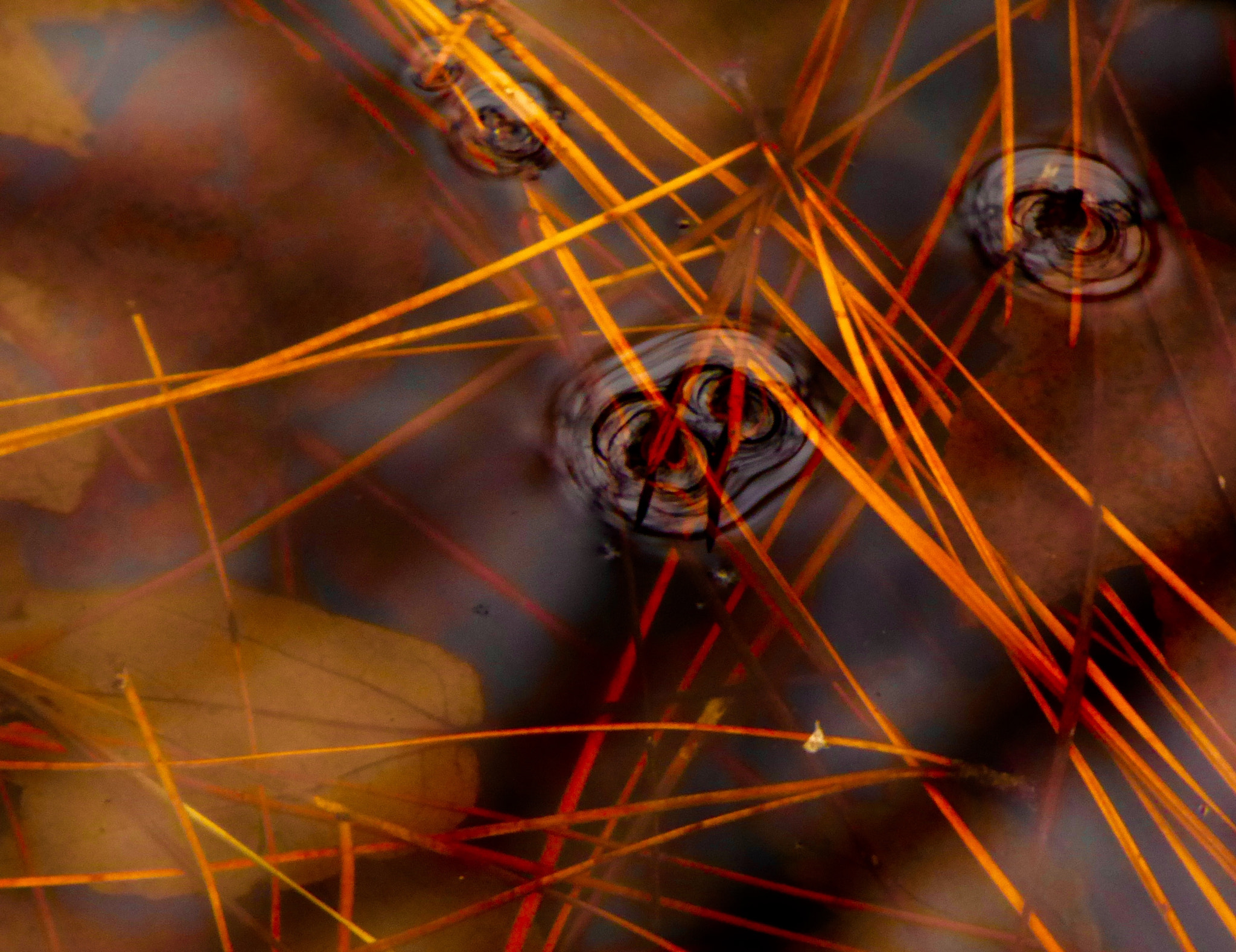 Panasonic Lumix DMC-ZS40 (Lumix DMC-TZ60) sample photo. Natural needle abstract photography
