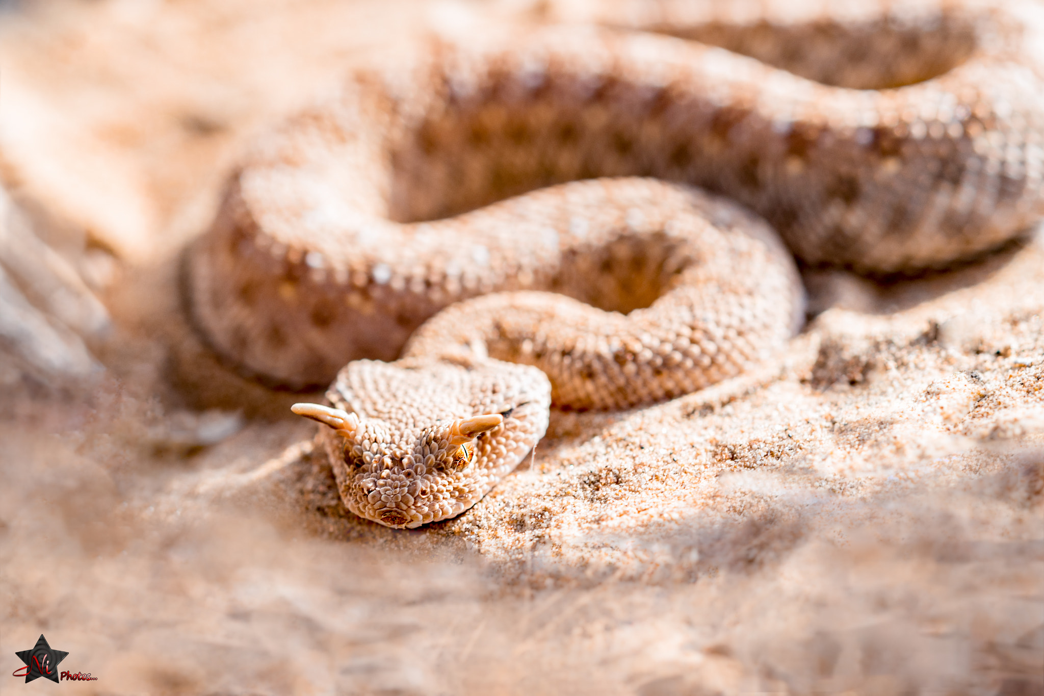 Nikon D5 sample photo. Arabian horned viper (cerastes gasperettii) photography