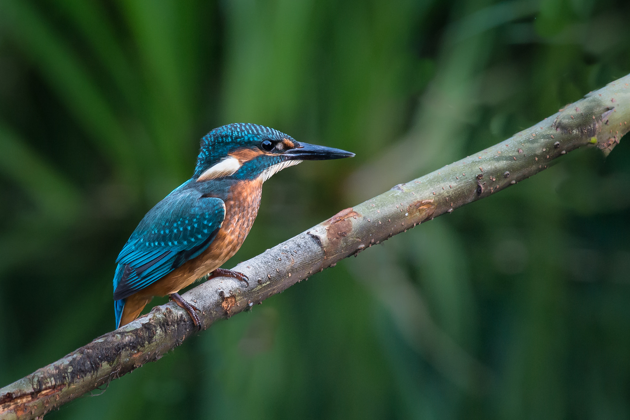 Nikon D800 + Nikon AF-S Nikkor 300mm F4D ED-IF sample photo. Kingfisher photography