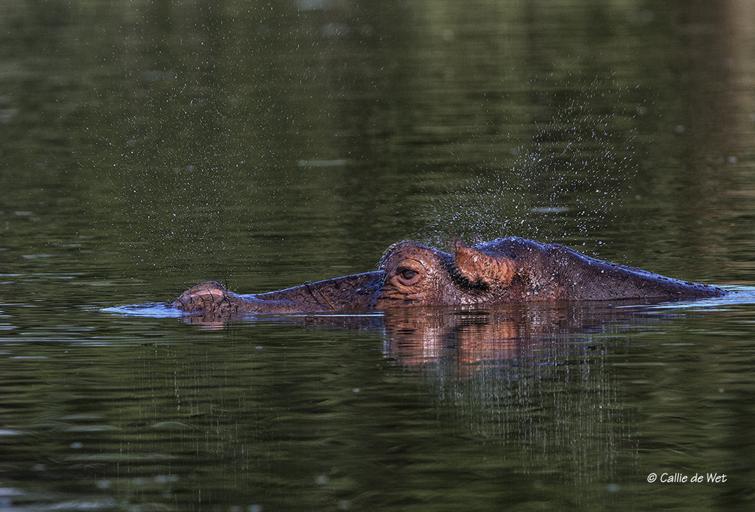 Nikon D500 + Nikon AF-S Nikkor 600mm F4G ED VR sample photo. Thar she blows! photography