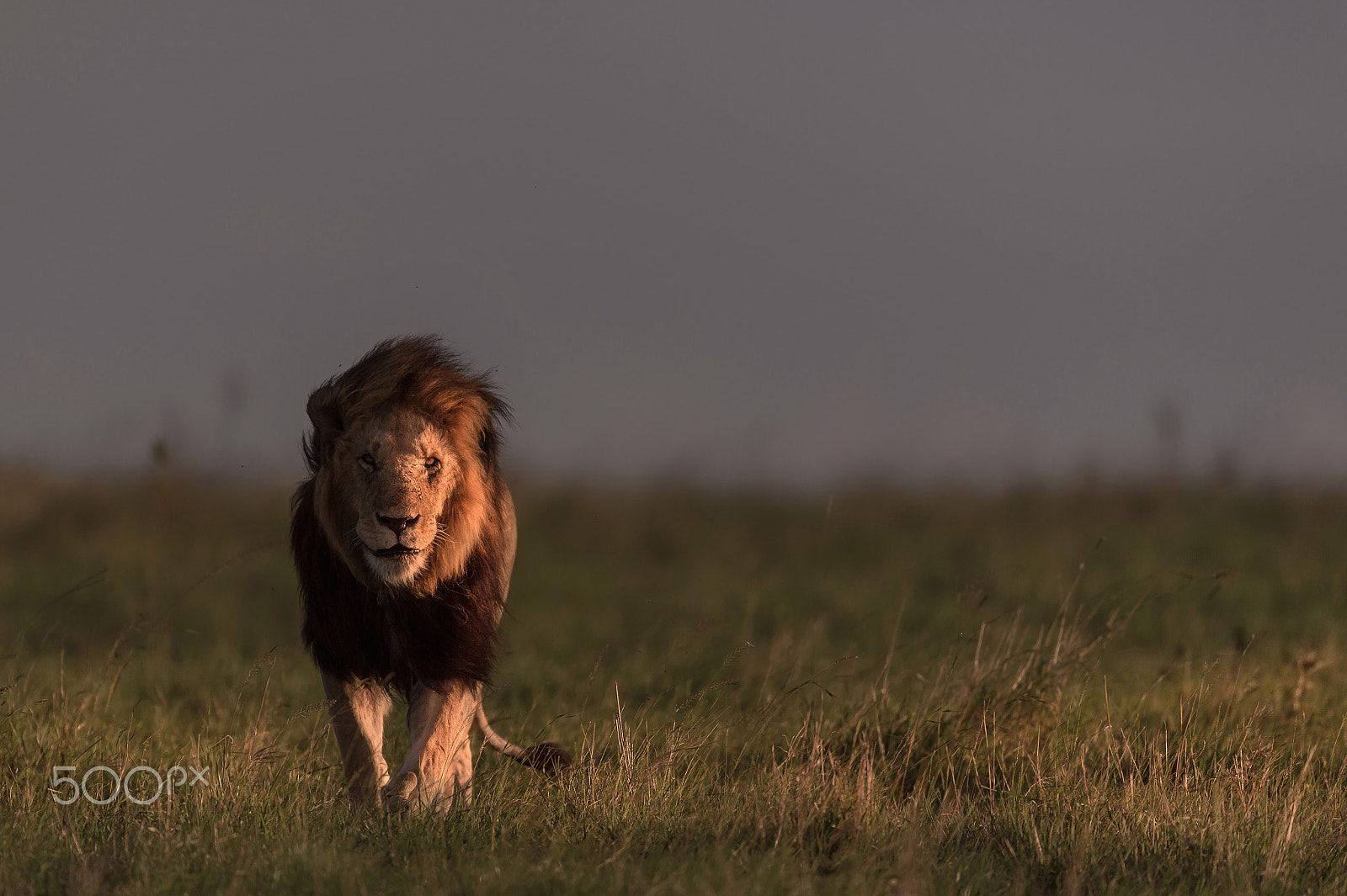 Nikon D4S + Nikon AF-S Nikkor 600mm F4E FL ED VR sample photo. The king walking straight towards you ! photography