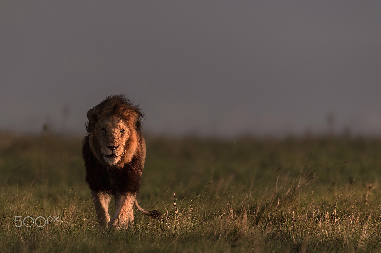 Nikon AF-S Nikkor 600mm F4E FL ED VR sample photo. The king walking straight towards you ! photography