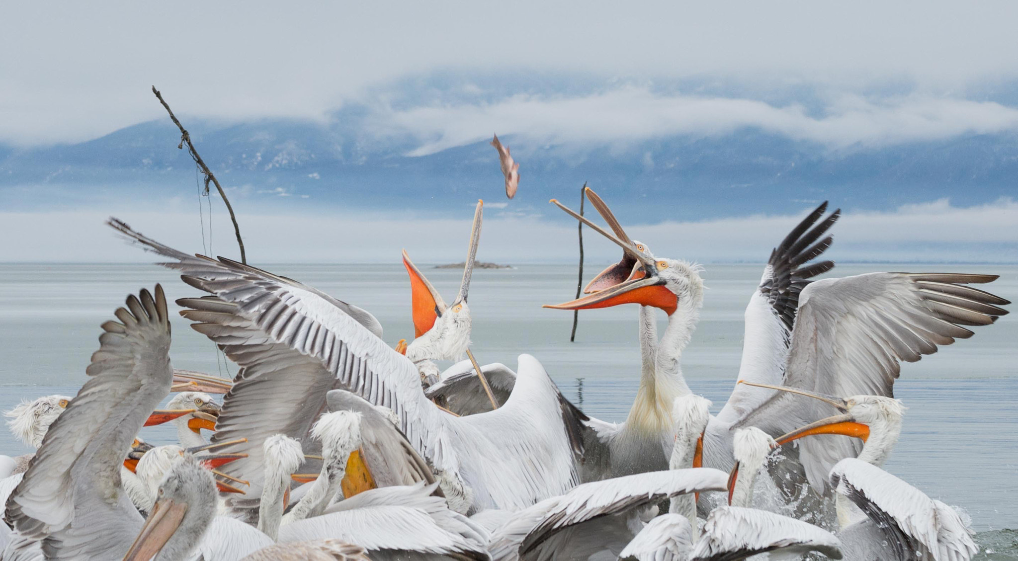 Nikon D4 sample photo. Kroeskoppelikaan - dalmatian pelican photography