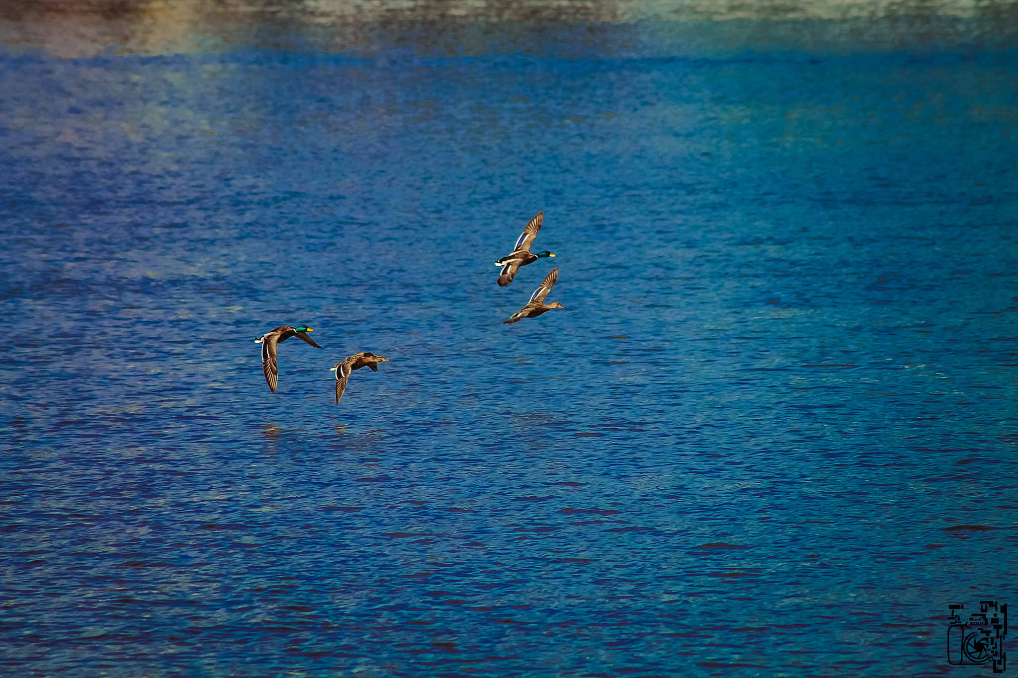 Canon EOS 1100D (EOS Rebel T3 / EOS Kiss X50) sample photo. Quack-quack photography