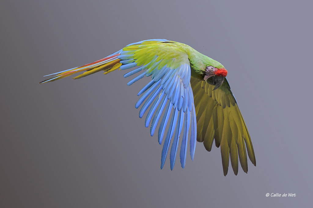 Nikon D500 sample photo. Flying past photography
