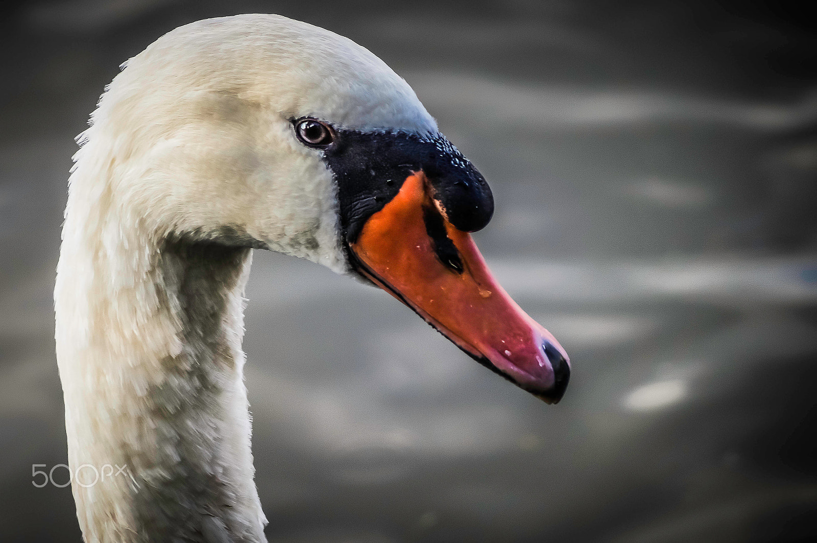 Sony DT 55-200mm F4-5.6 SAM sample photo. Portrait swan adult! photography