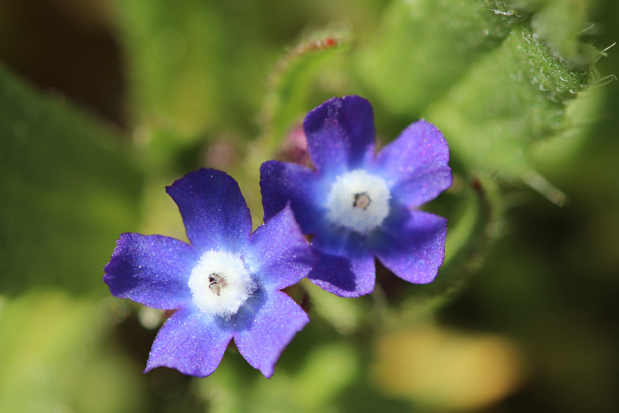 Canon EF 100mm F2.8 Macro USM sample photo. Tweens photography