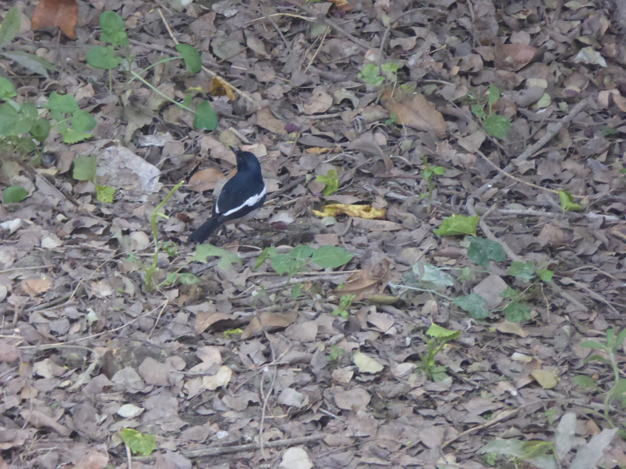 Panasonic Lumix DMC-ZS40 (Lumix DMC-TZ60) sample photo. Birds, photography